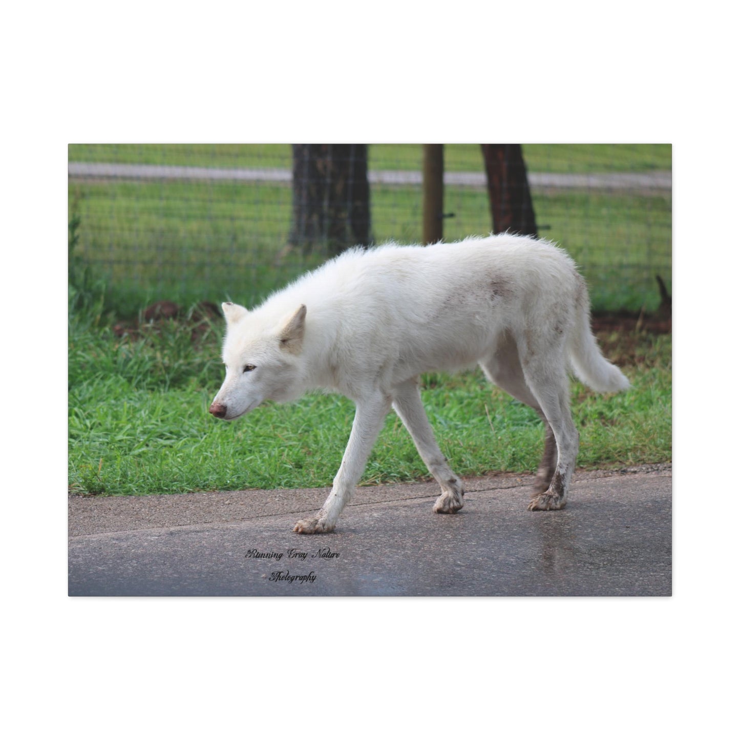 White Wolf Matte Canvas, Stretched, 1.25"