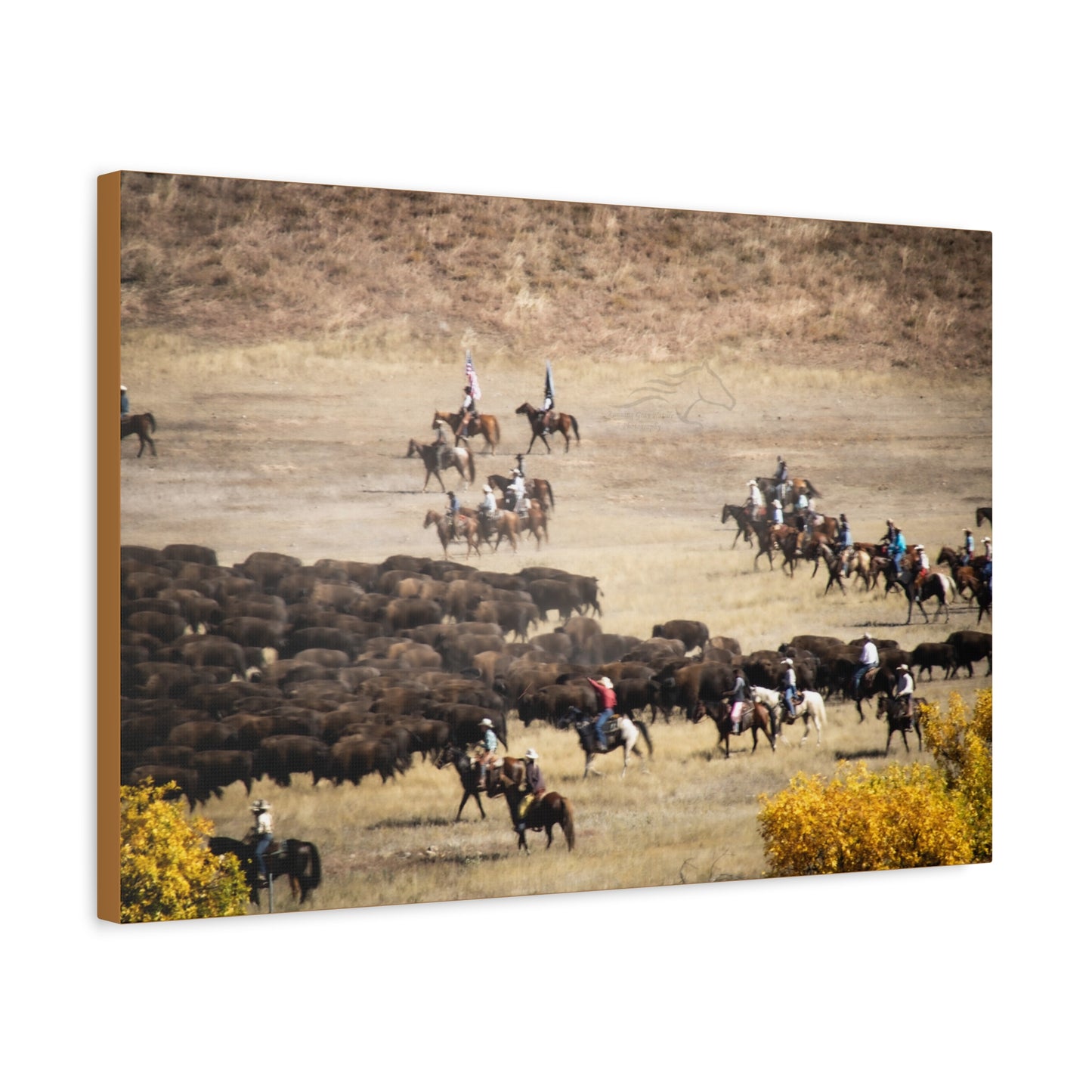 Cowboys and Buffalos Canvas
