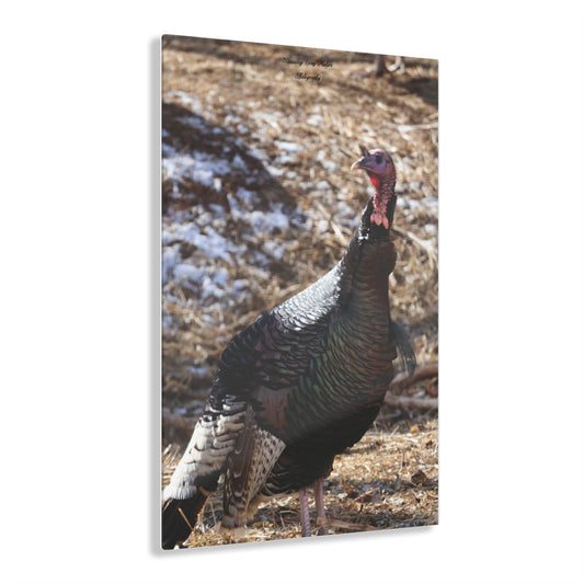 Colorful Turkey Acrylic Prints