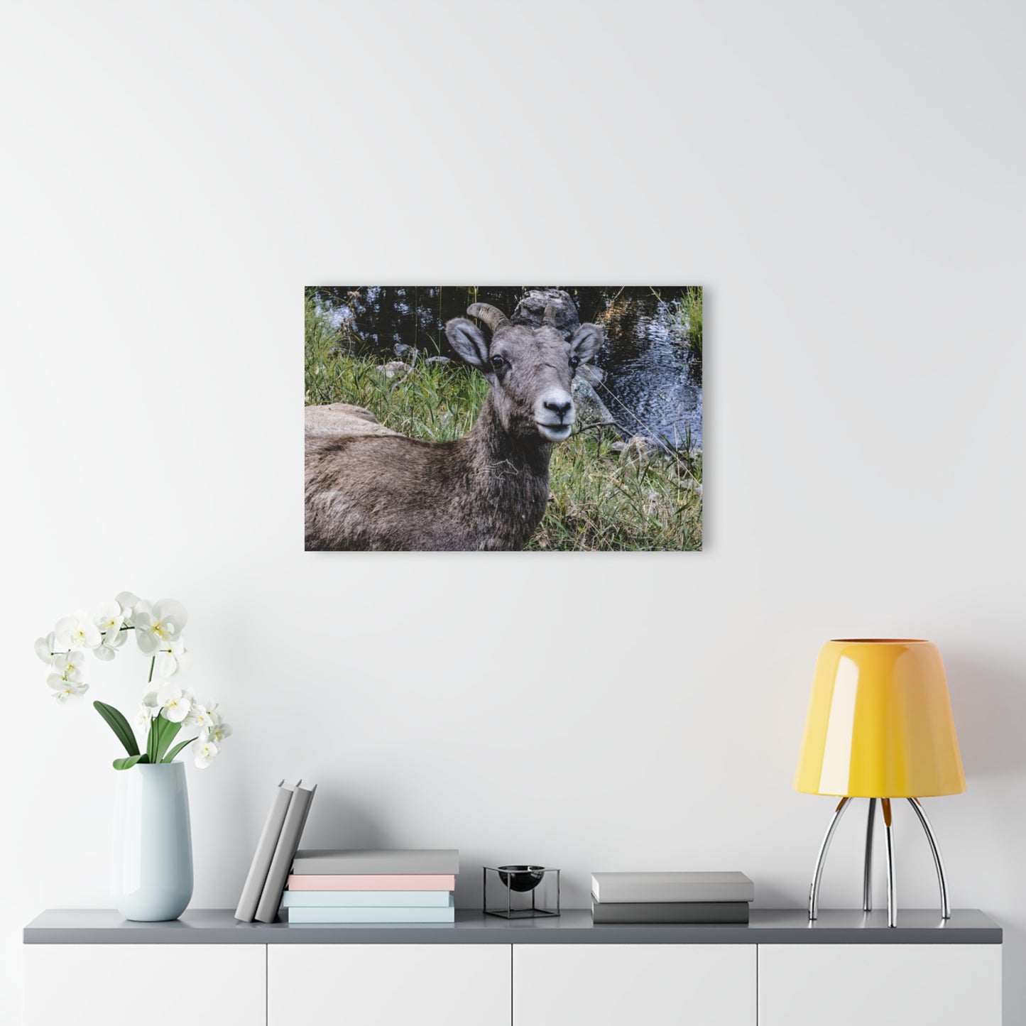 Big Horn Sheep Acrylic
