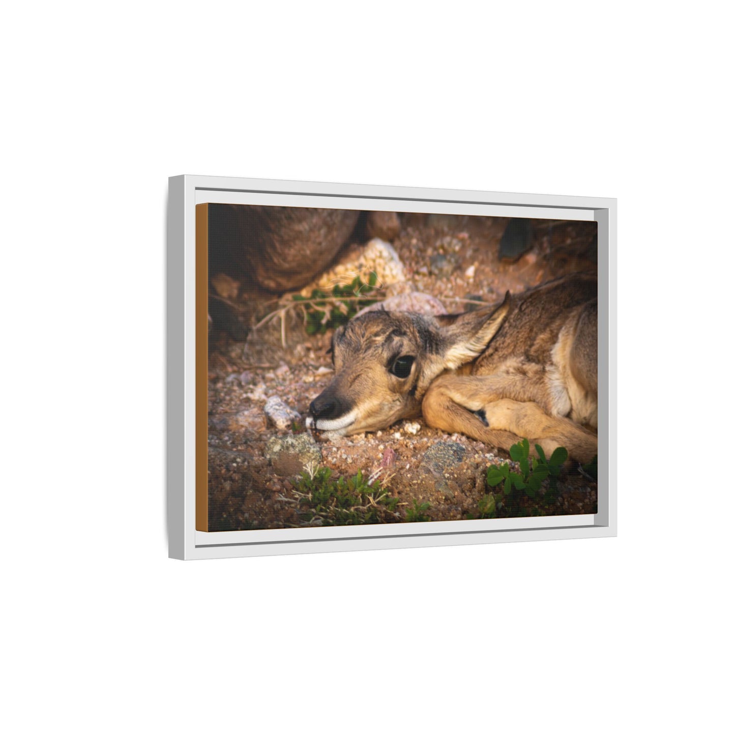 Baby Antelope Framed Canvas