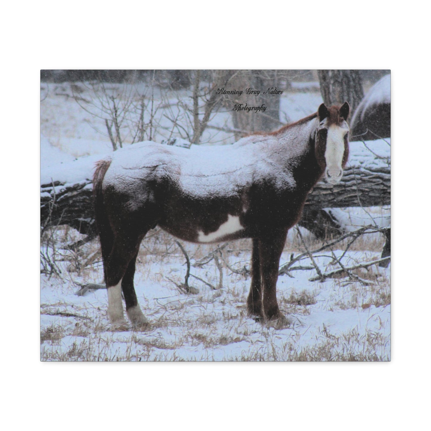 Snow Blanket Horse Matte Canvas, Stretched, 1.25"