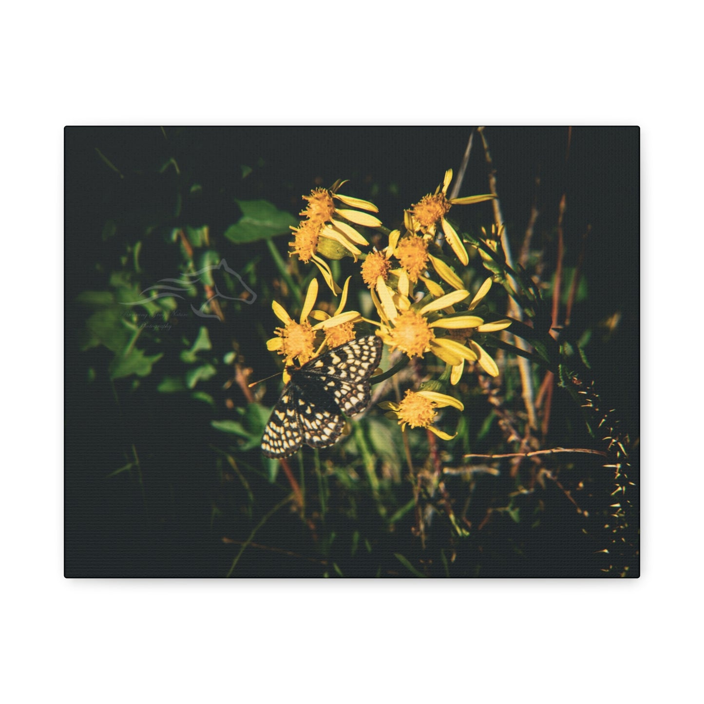 Checkerspot Butterfly Canvas