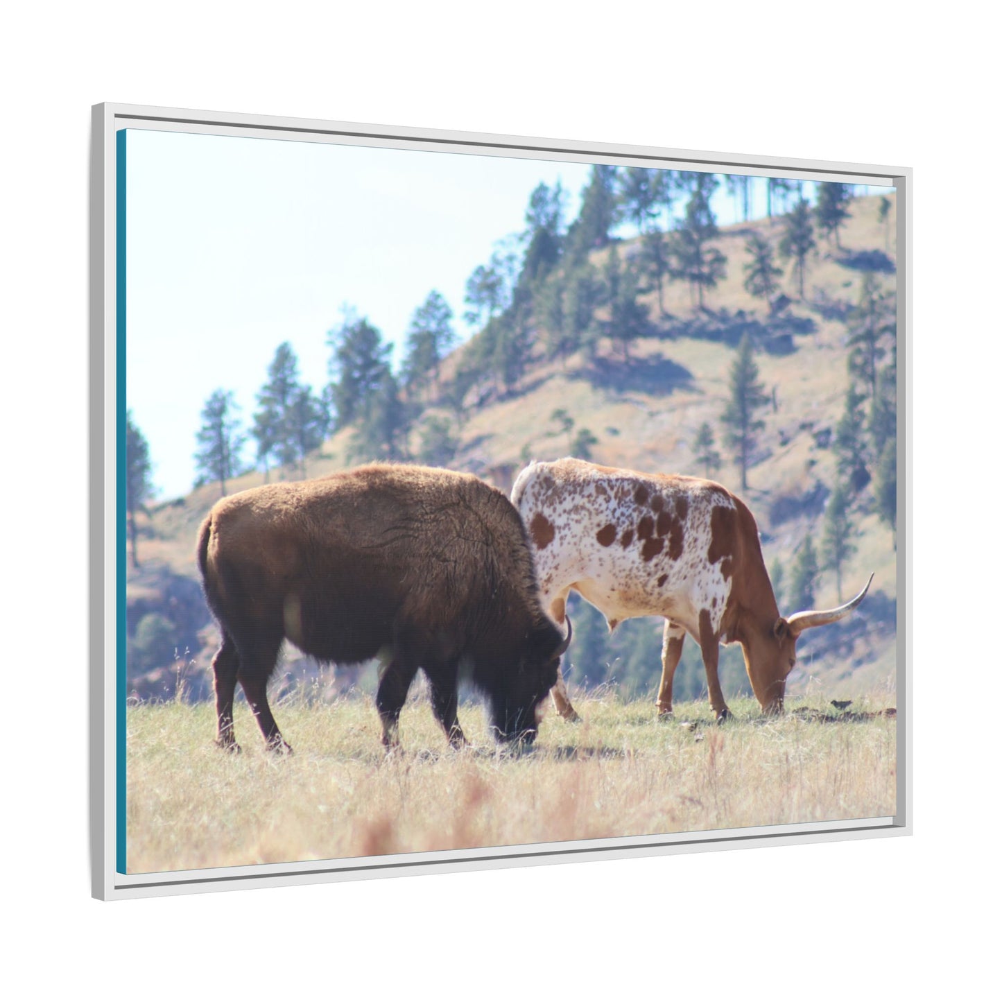Long Horn and Buffalo Framed Canvas