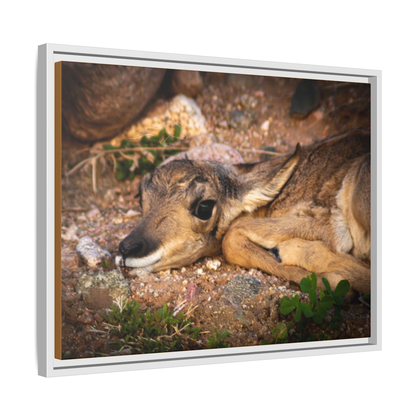 Baby Antelope Framed Canvas
