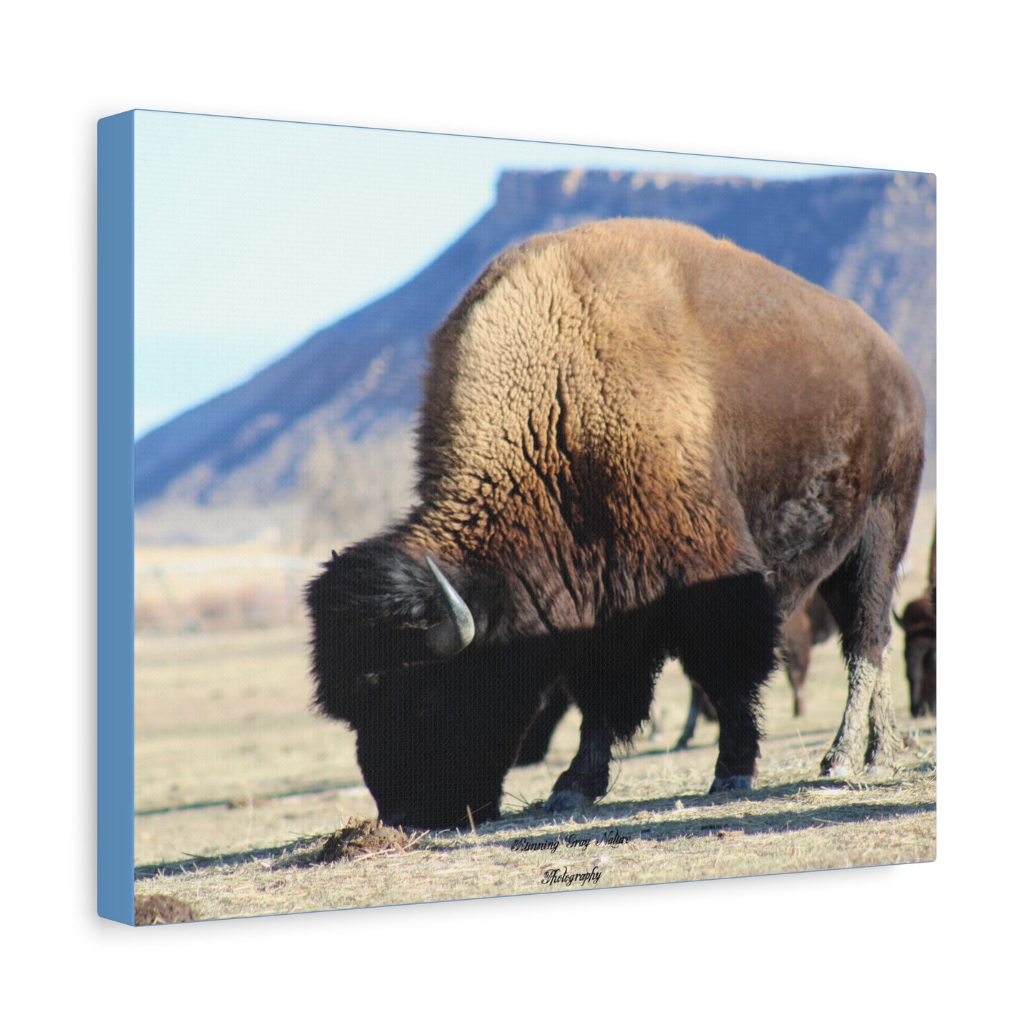 Big Daddy Buffalo Matte Canvas, Stretched, 1.25"