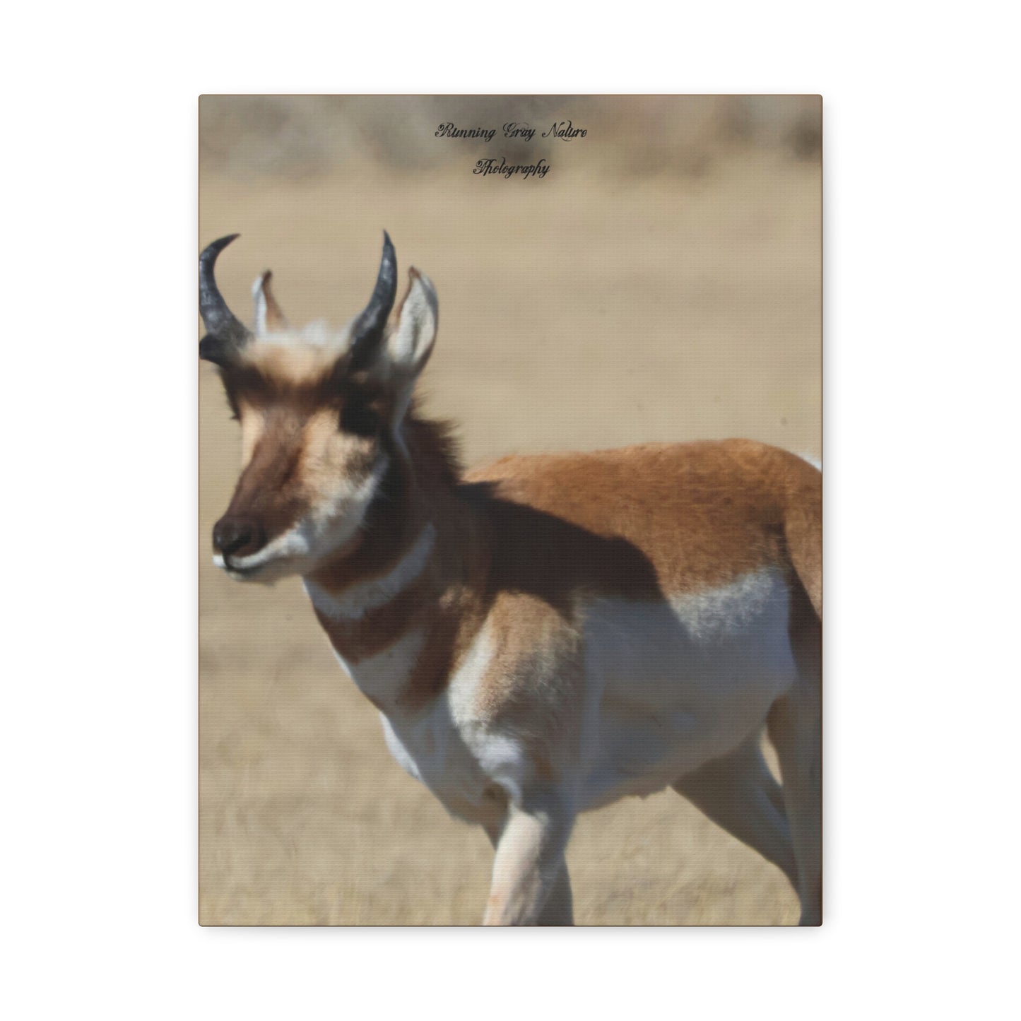 Wyoming Pronghorn Matte Canvas, Stretched, 1.25"