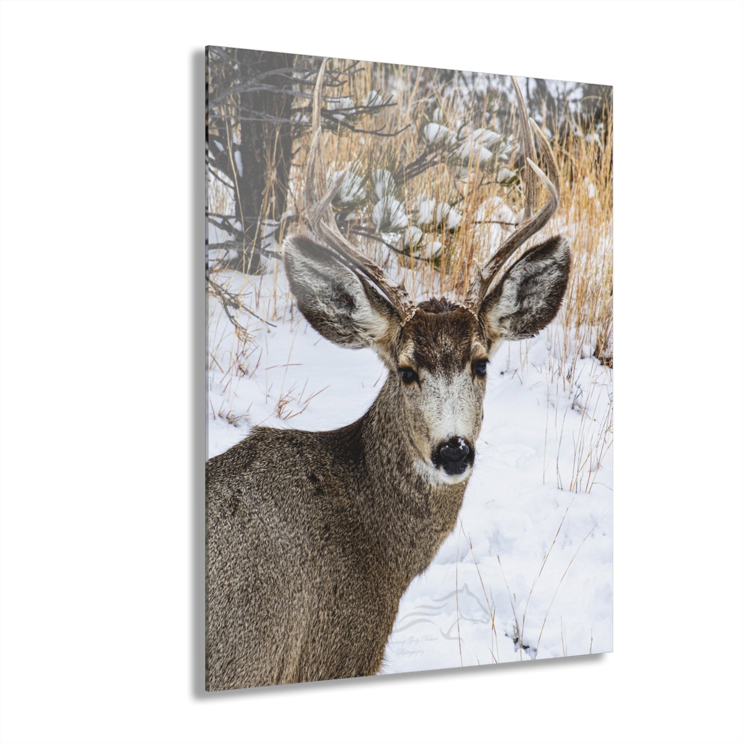 Deer Antlers in February Acrylic