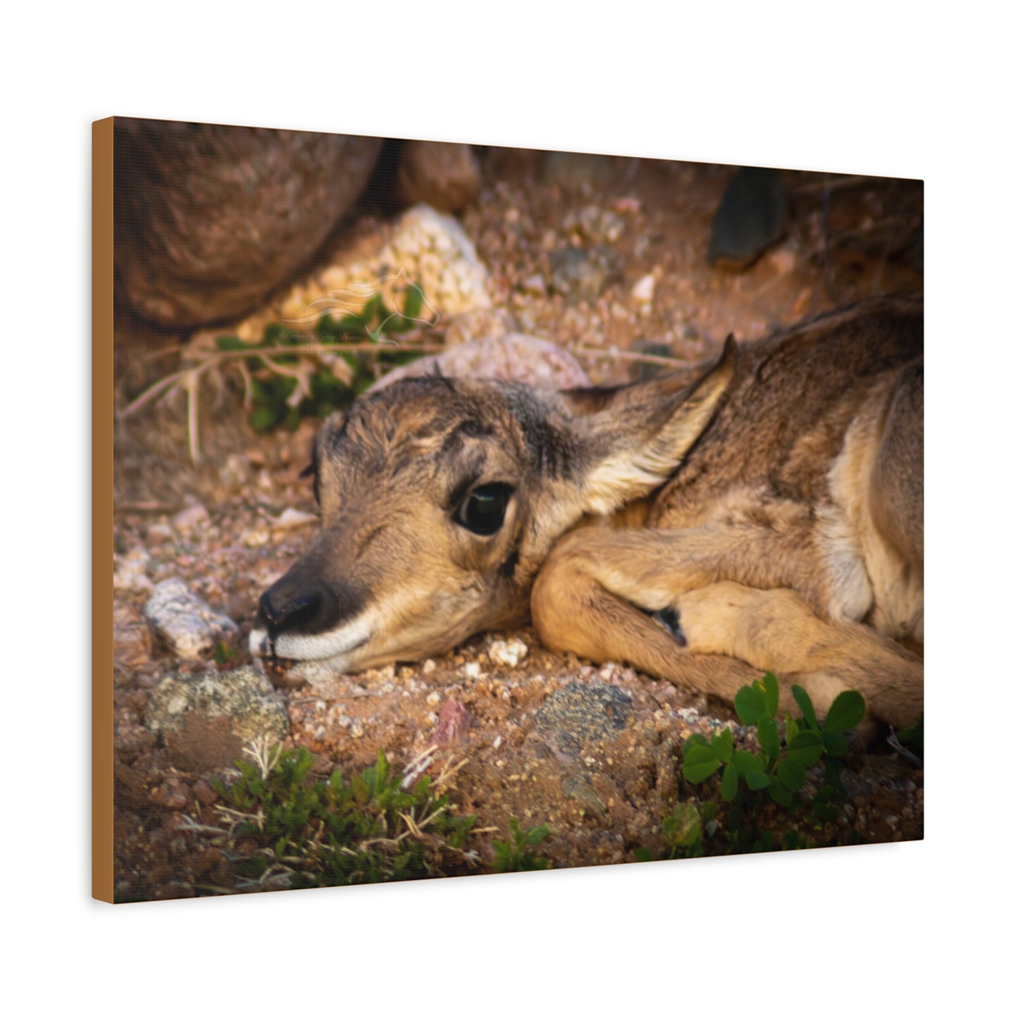 Baby Antelope Canvas