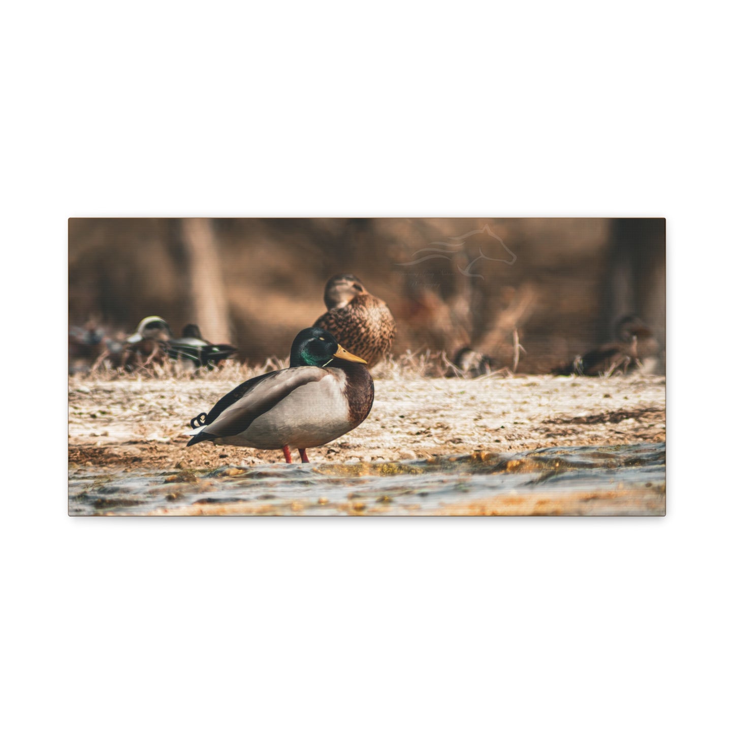 Nature-Inspired Duck Canvas