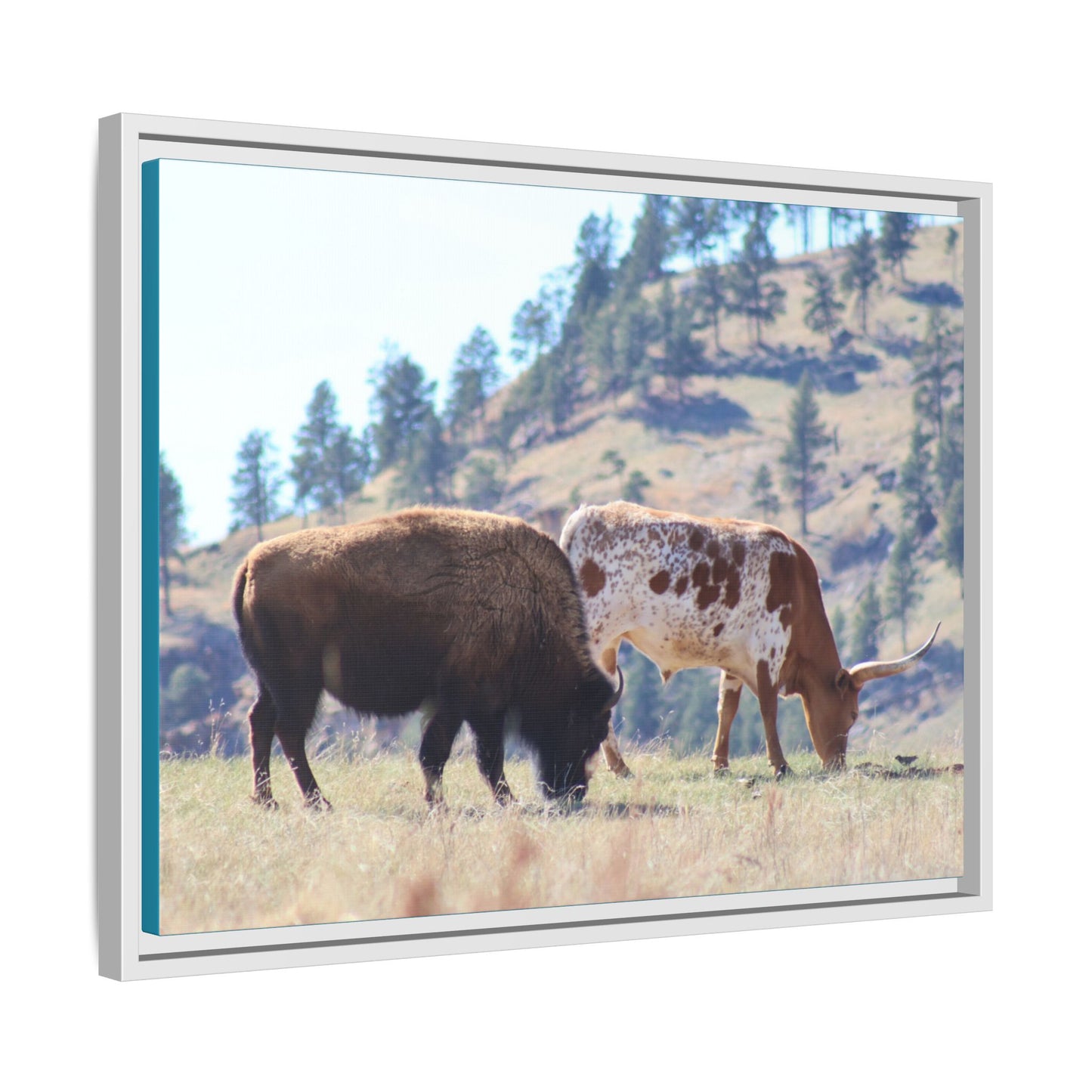 Long Horn and Buffalo Framed Canvas