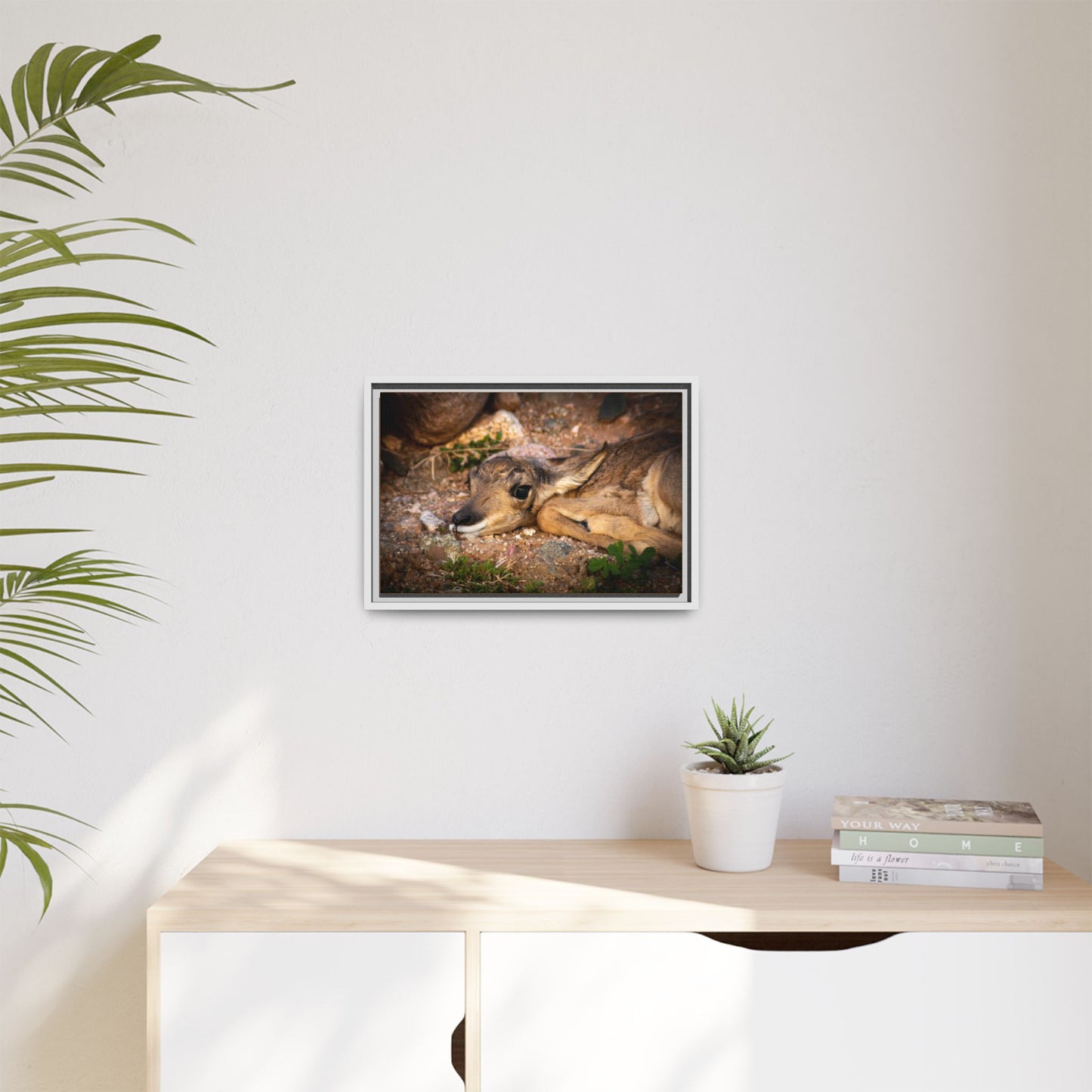 Baby Antelope Framed Canvas