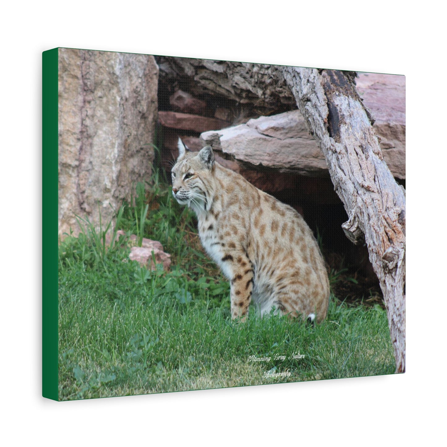 Sitting Bobcat Matte Canvas, Stretched, 1.25"