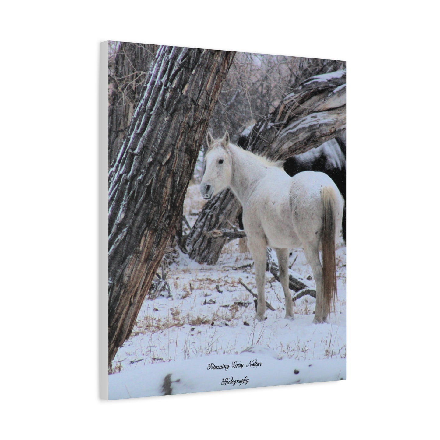 Winter White Horse Matte Canvas, Stretched, 1.25"