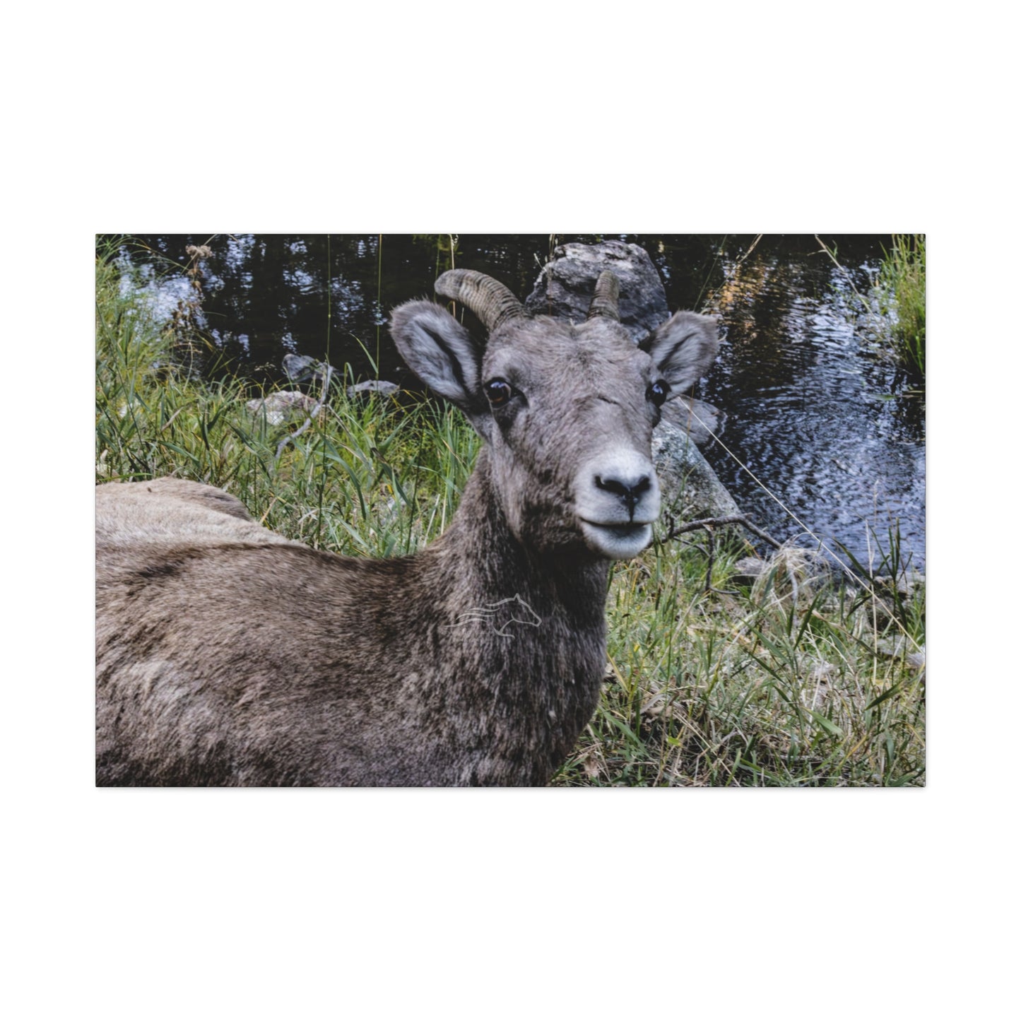 Big Horn Sheep Canvas