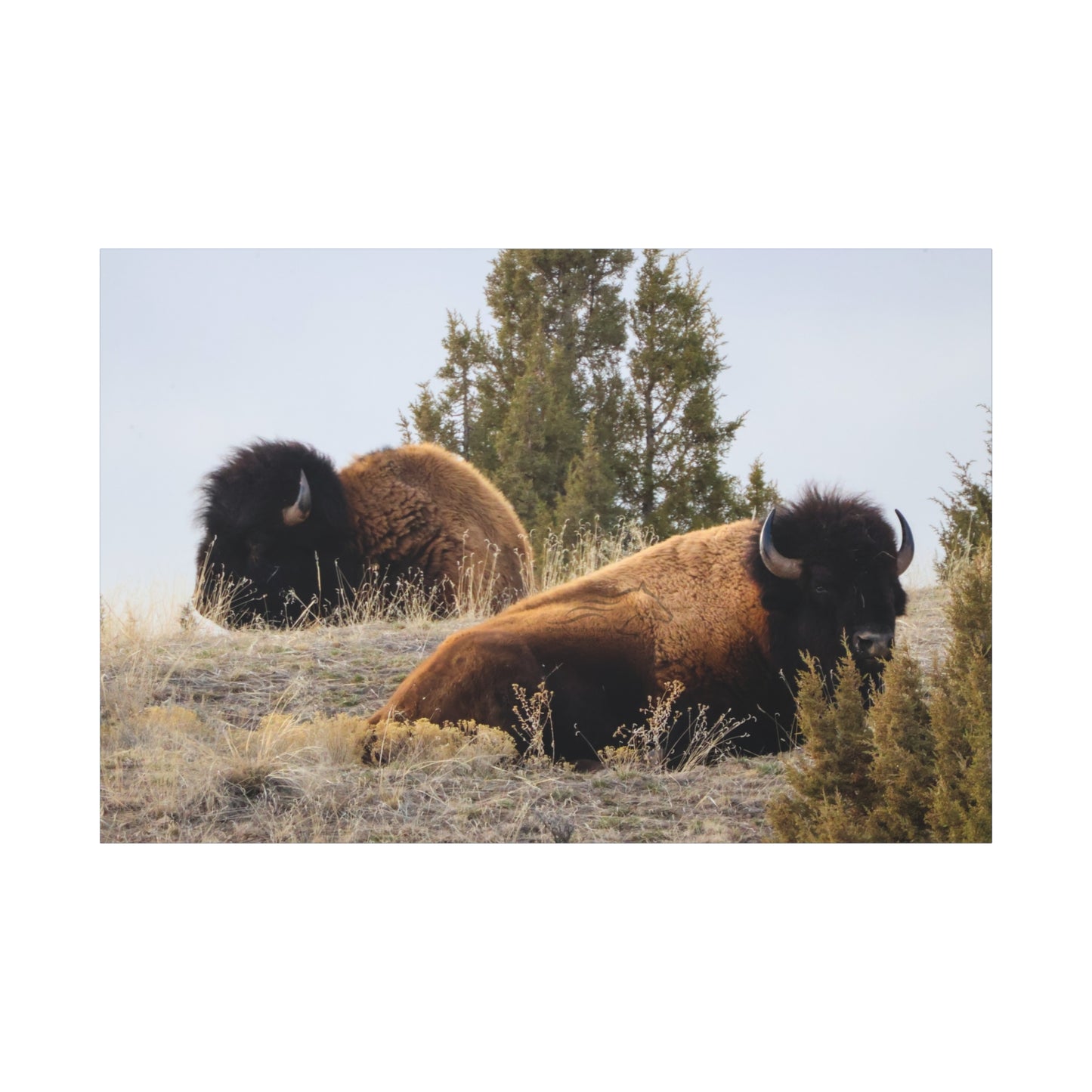 Two Bull Buffalo Canvas