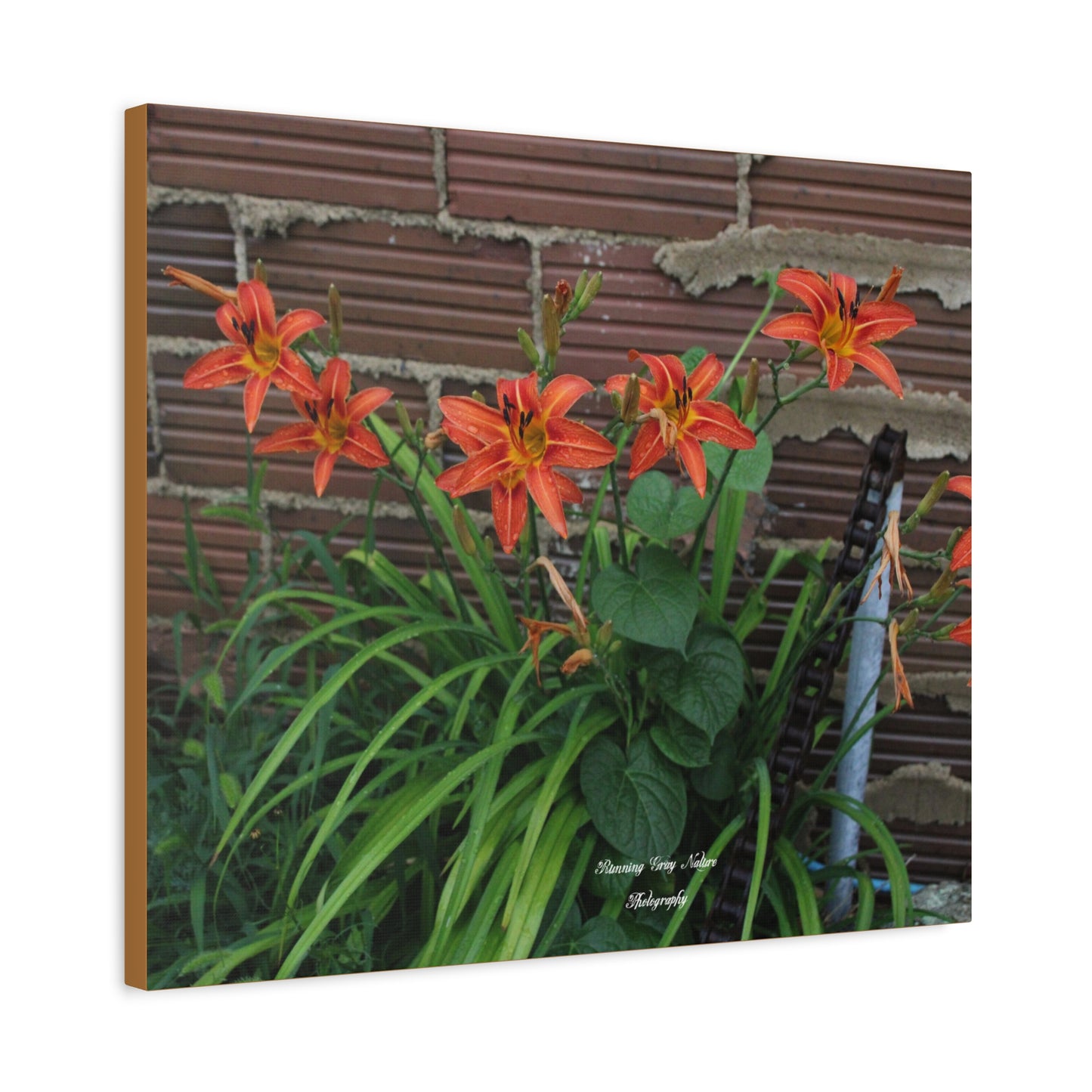 Orange Tiger Day Lily Matte Canvas, Stretched, 1.25"