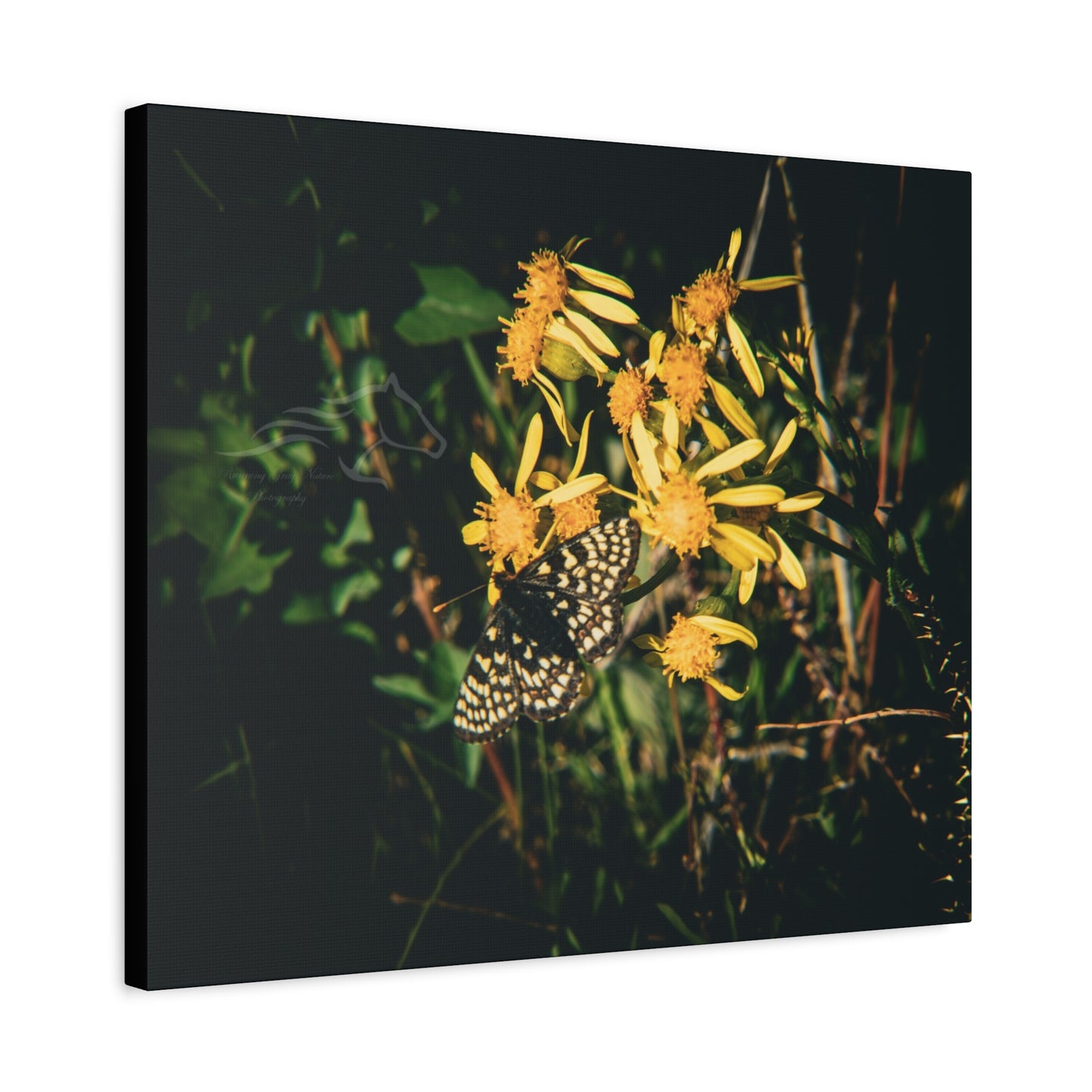 Checkerspot Butterfly Canvas