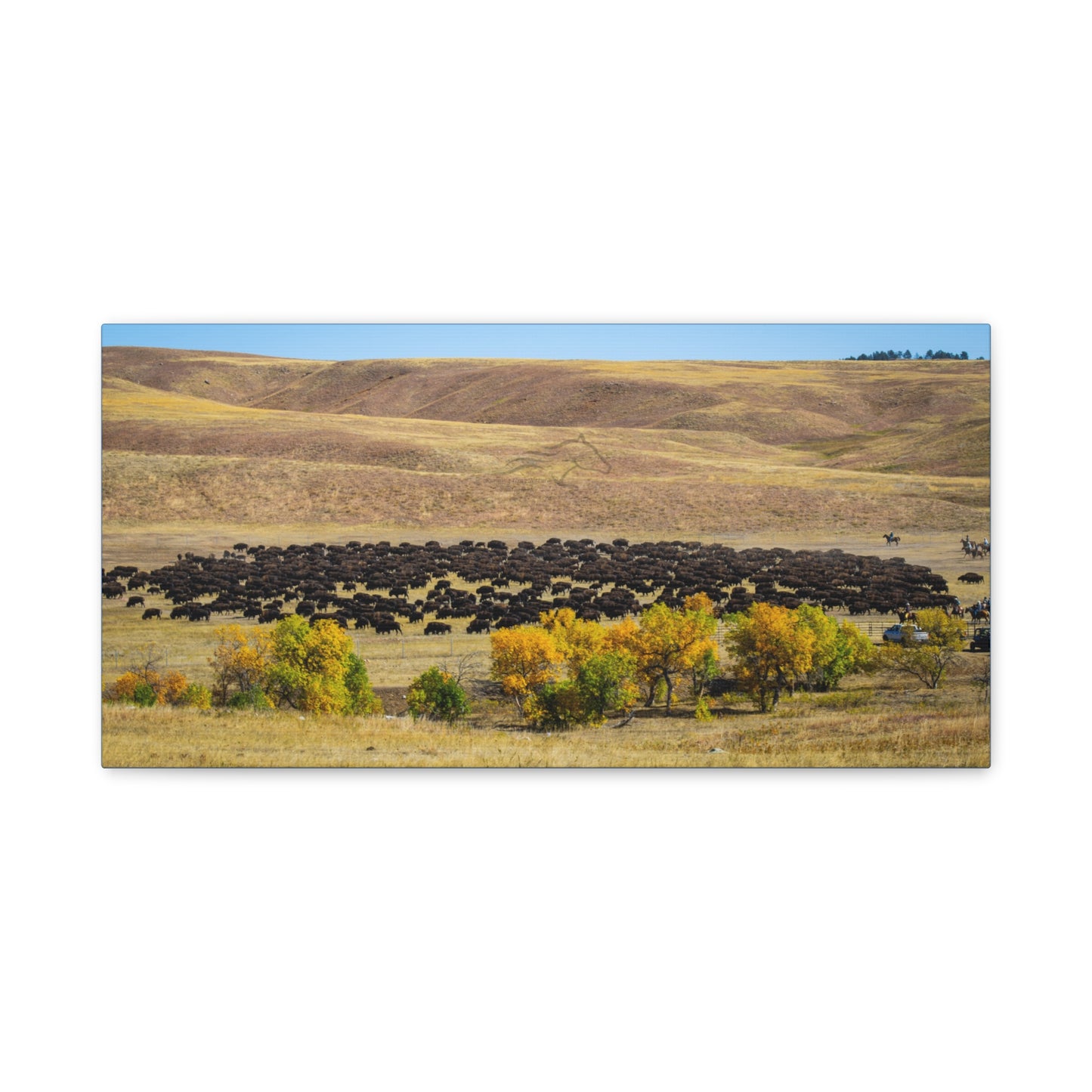 Final look Buffalo Round Up