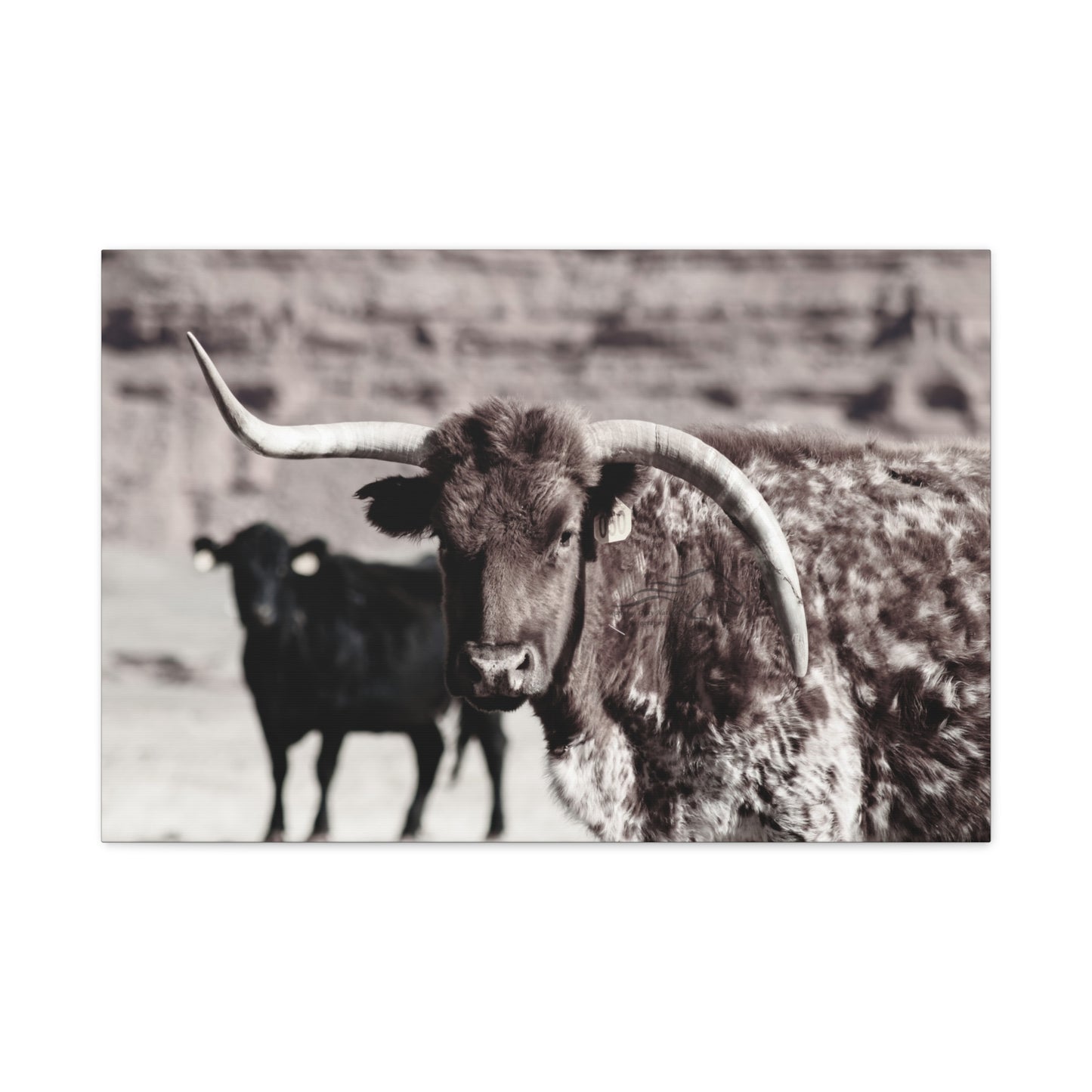 Rustic Longhorn Canvas