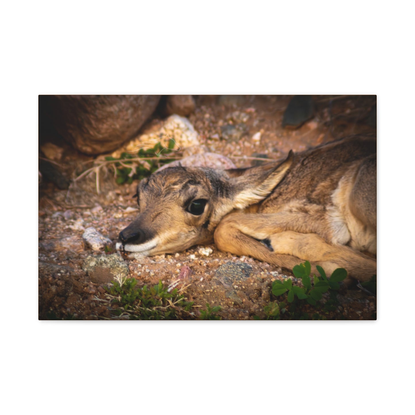 Baby Antelope Canvas