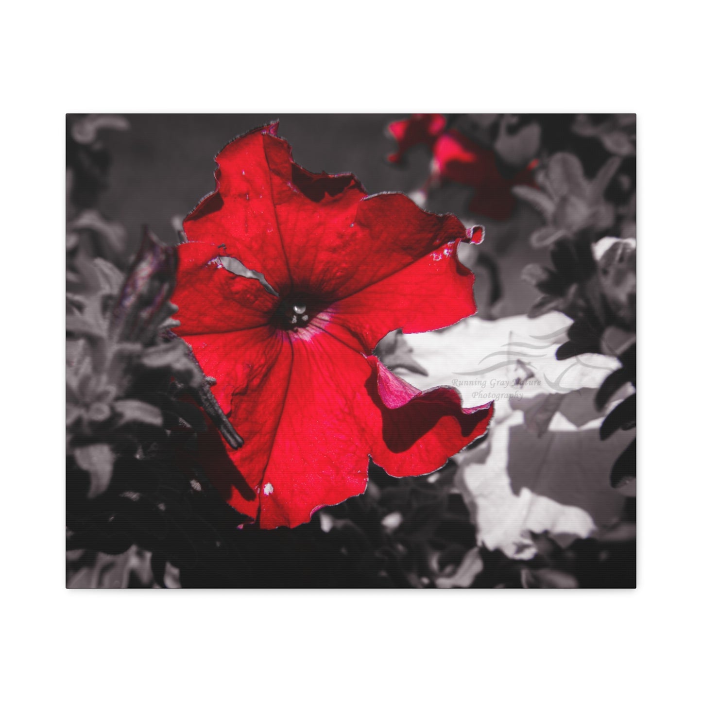 Black and Red Flower Canvas