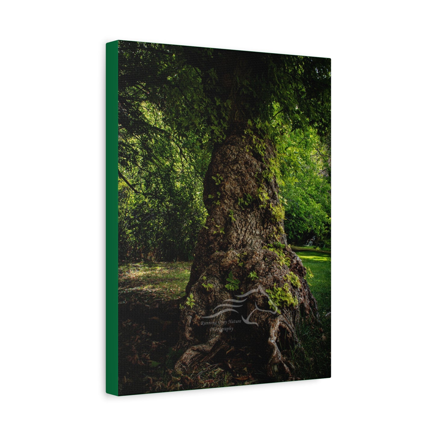 Natural Green Tree Canvas