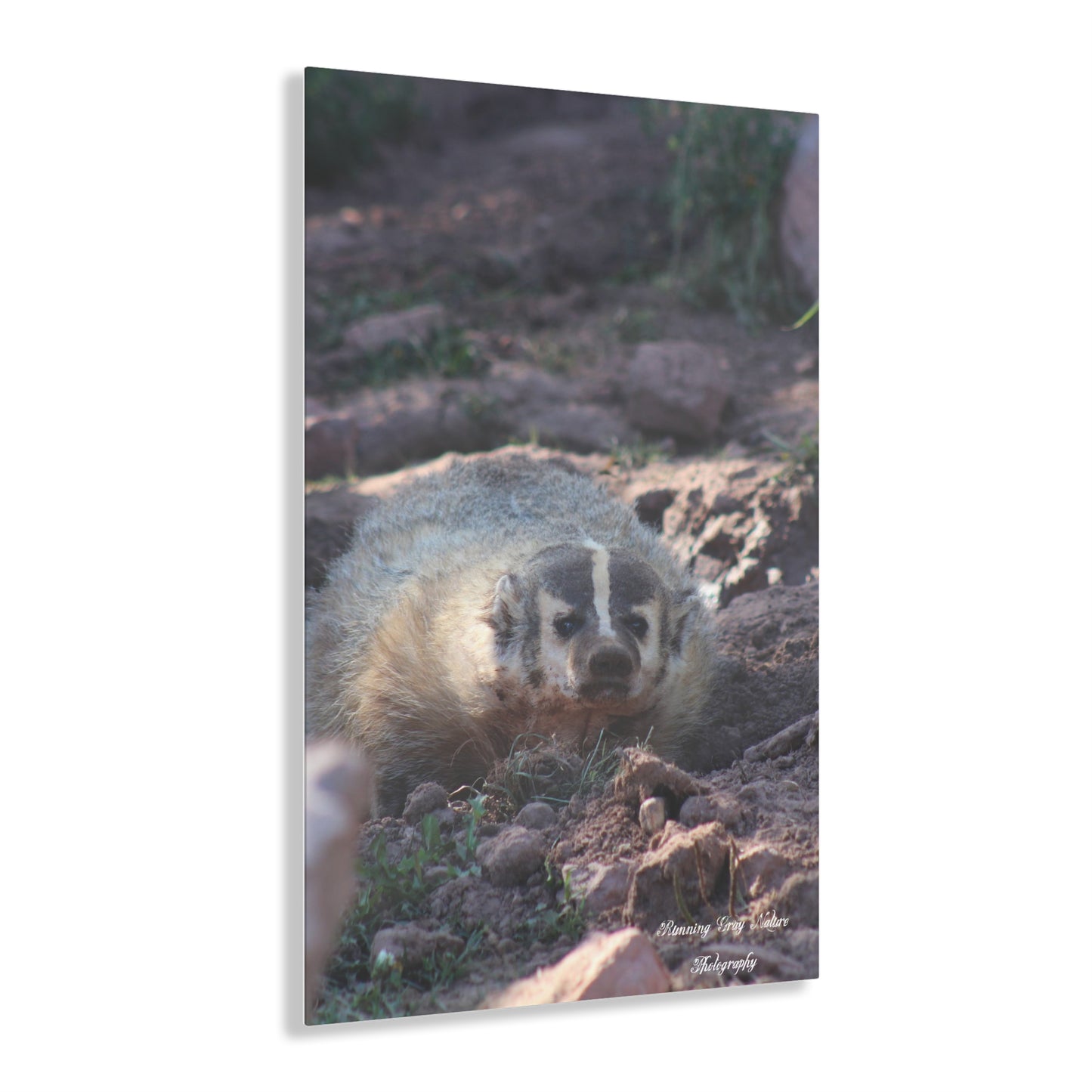 Badger Acrylic Prints