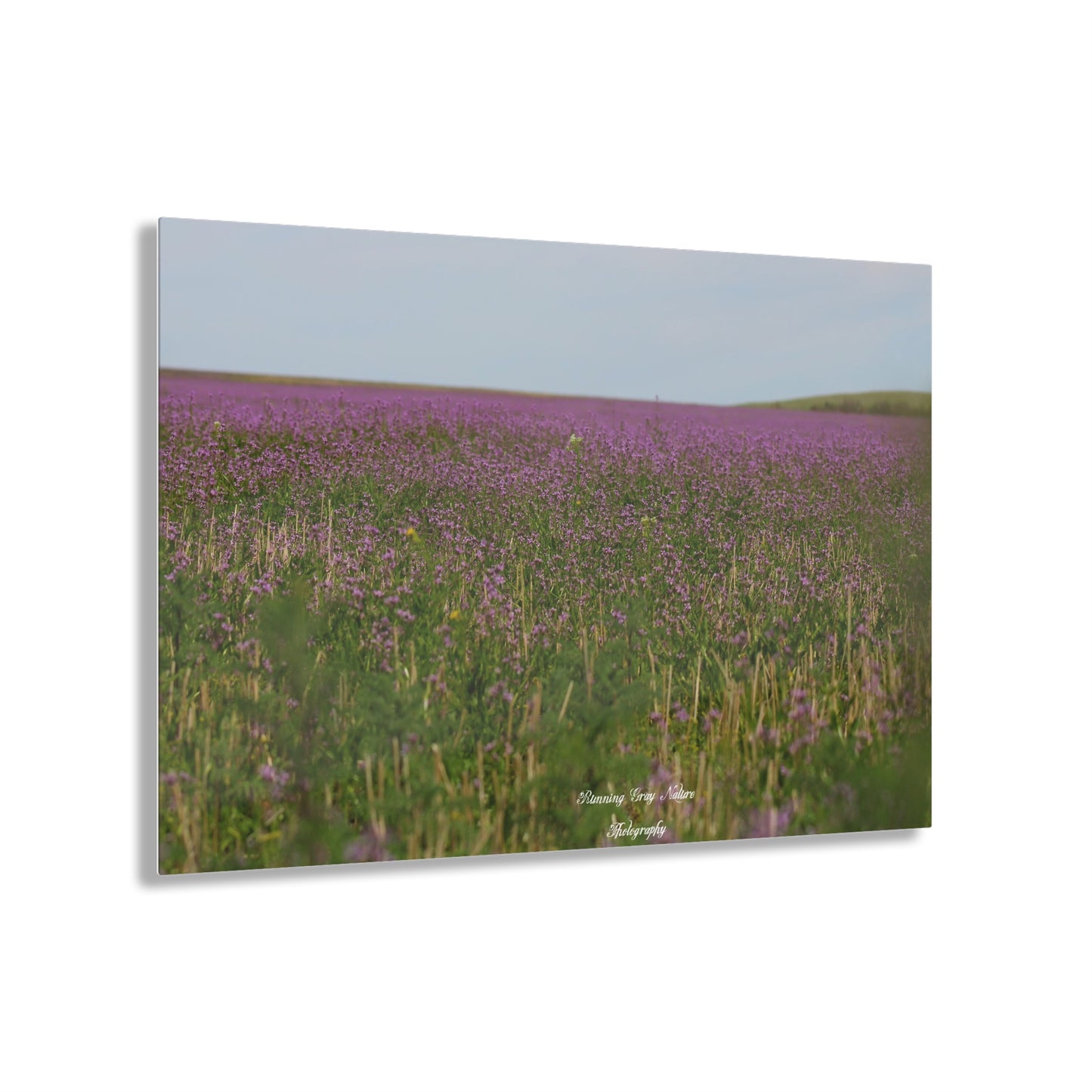 Purple Dead Nettle Field Acrylic Prints