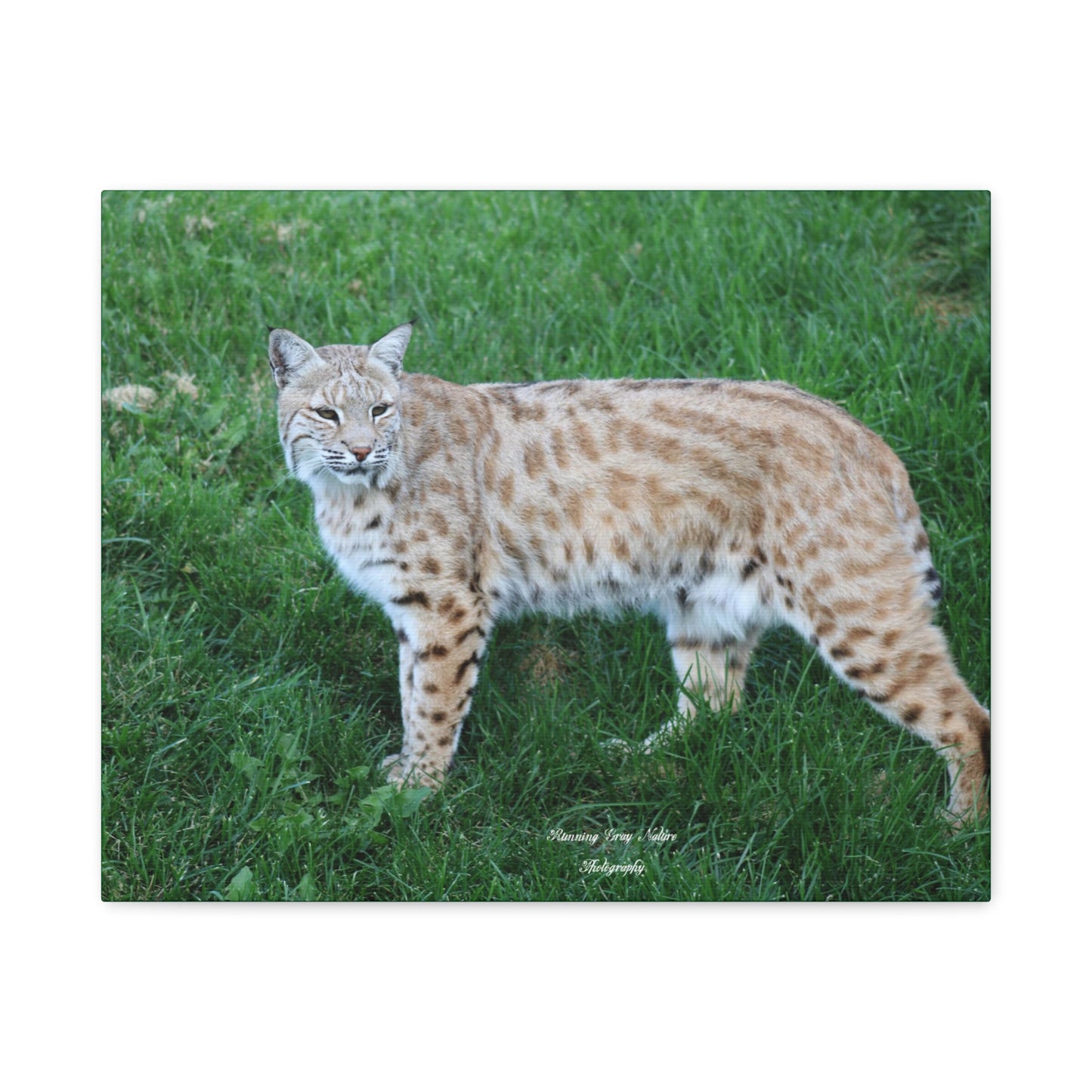 Bobcat Matte Canvas, Stretched, 1.25"