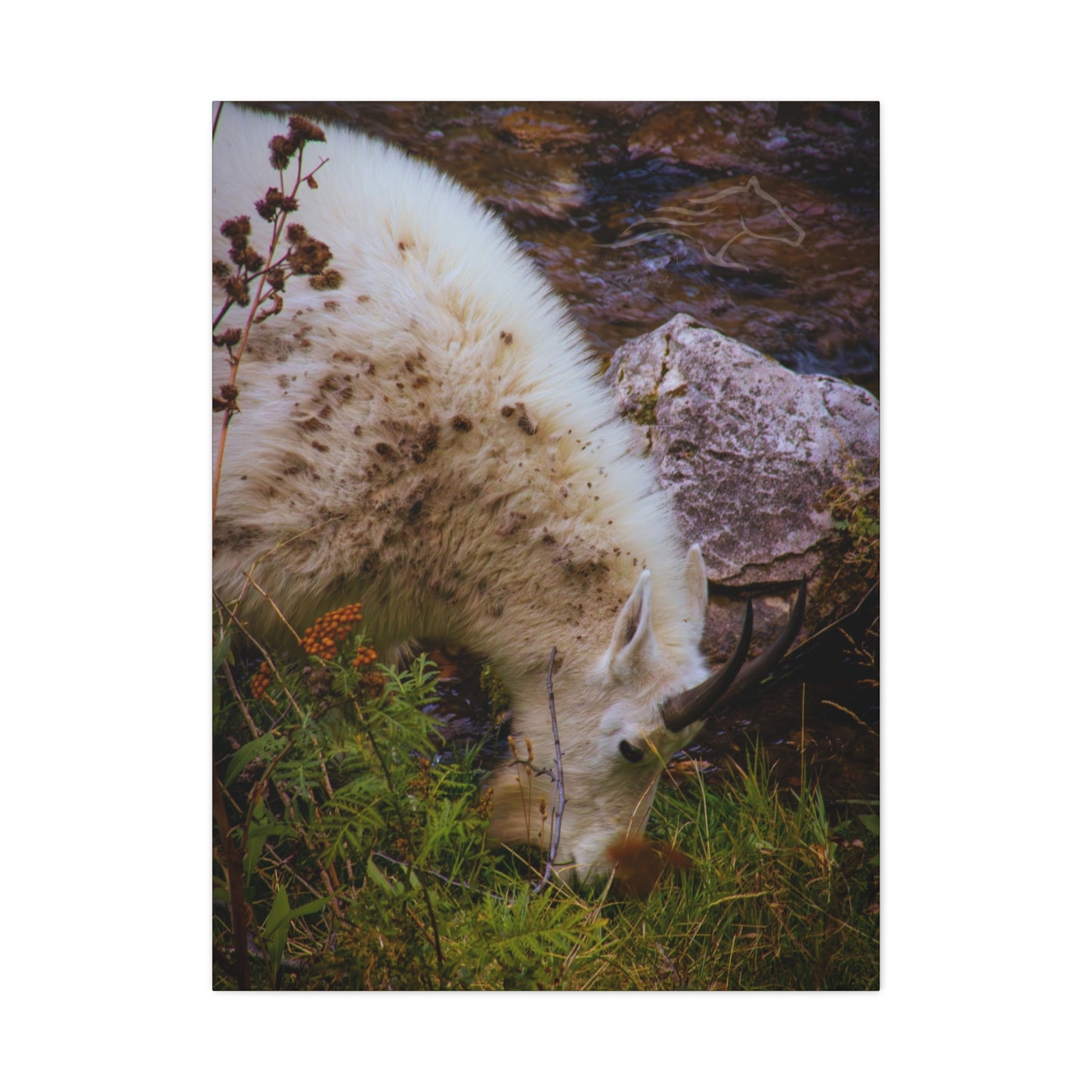 Mountain Goat Canvas