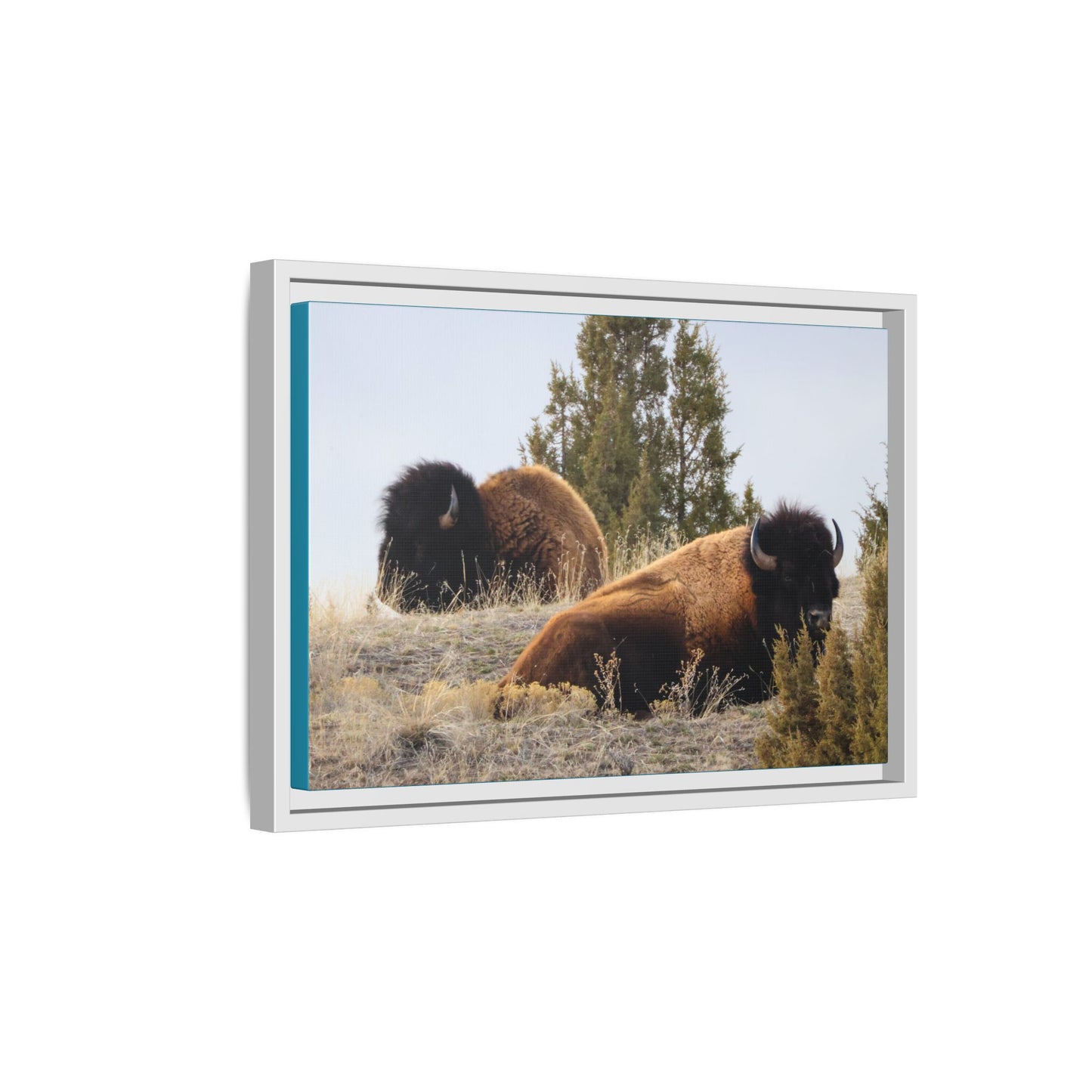 Two Bull Buffalo Framed Canvas