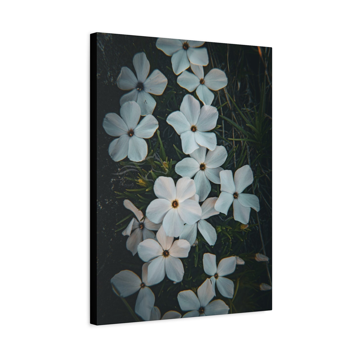 Rock Jasmine Canvas