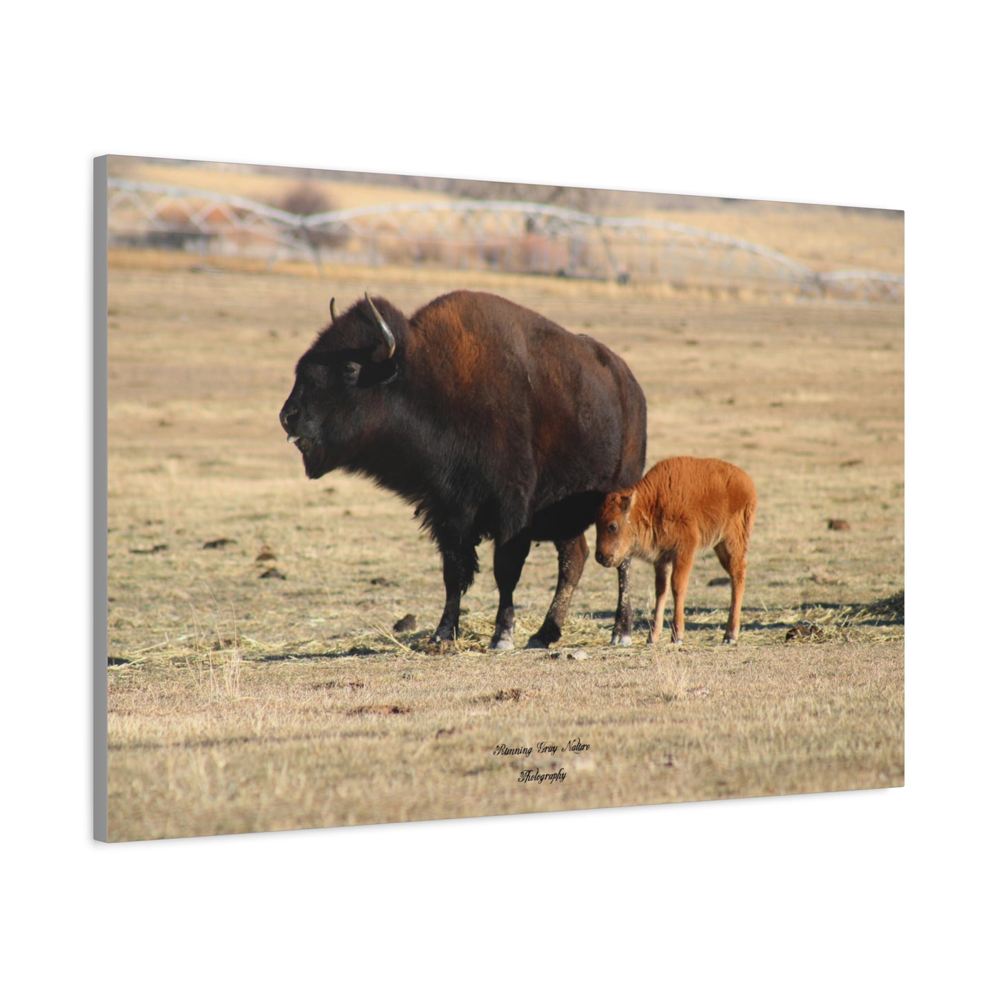 Momma and Baby Buffalo Matte Canvas, Stretched, 1.25"