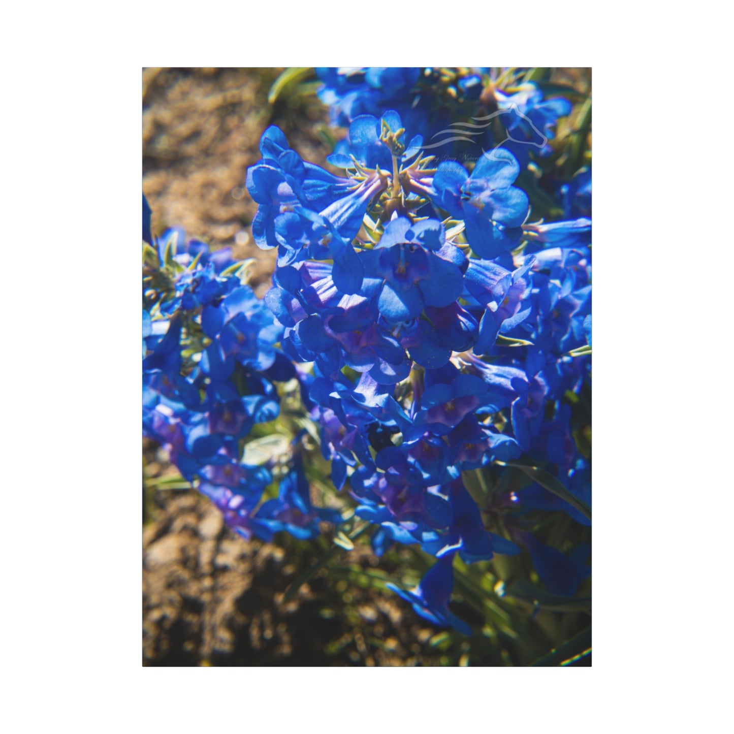 Rocky Mountain Beardtongue Canvas
