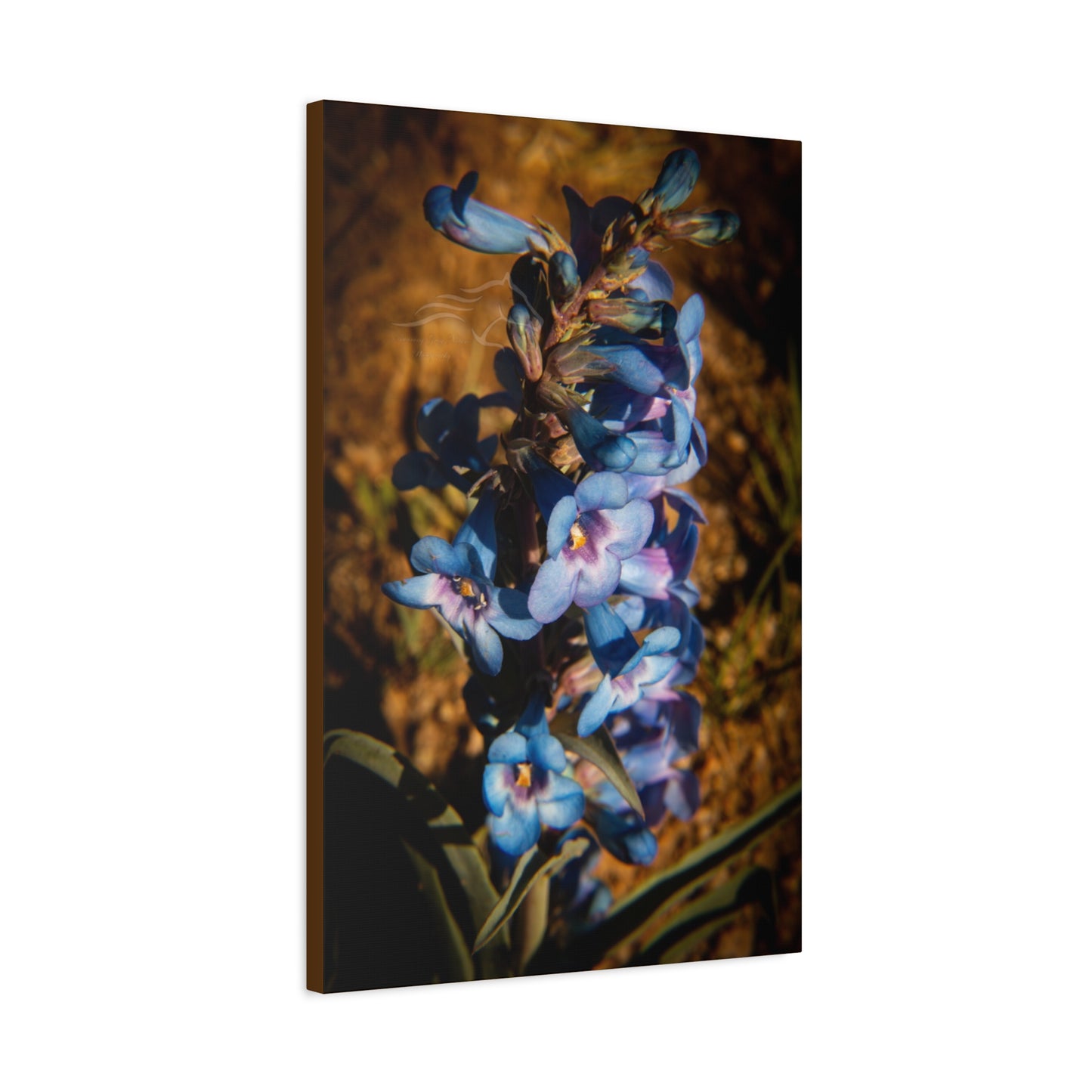 Showy Penstemon Canvas