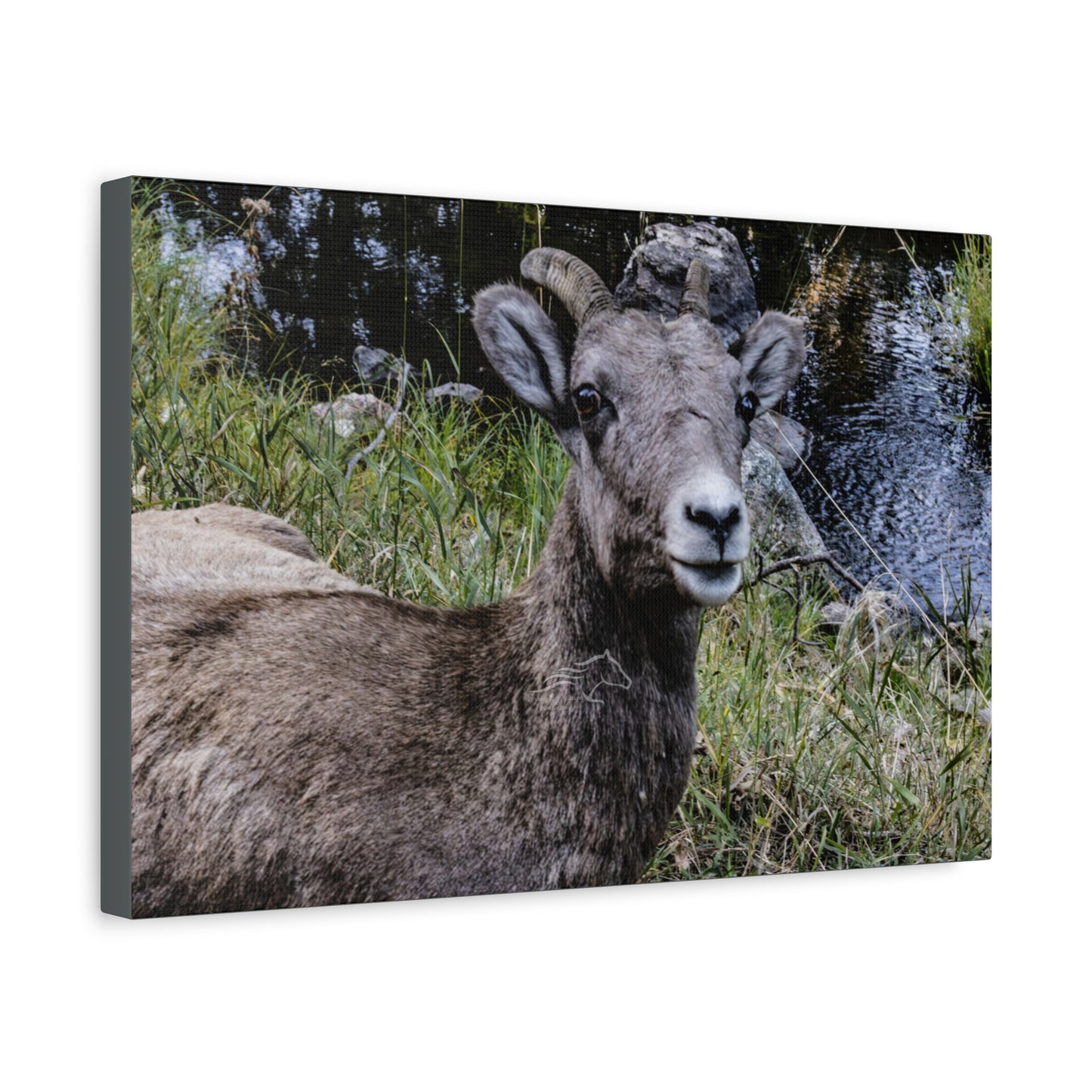 Big Horn Sheep Canvas