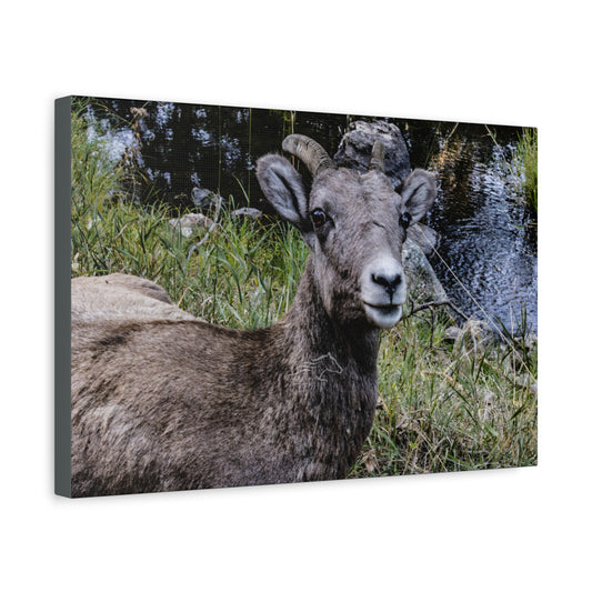 Big Horn Sheep Canvas