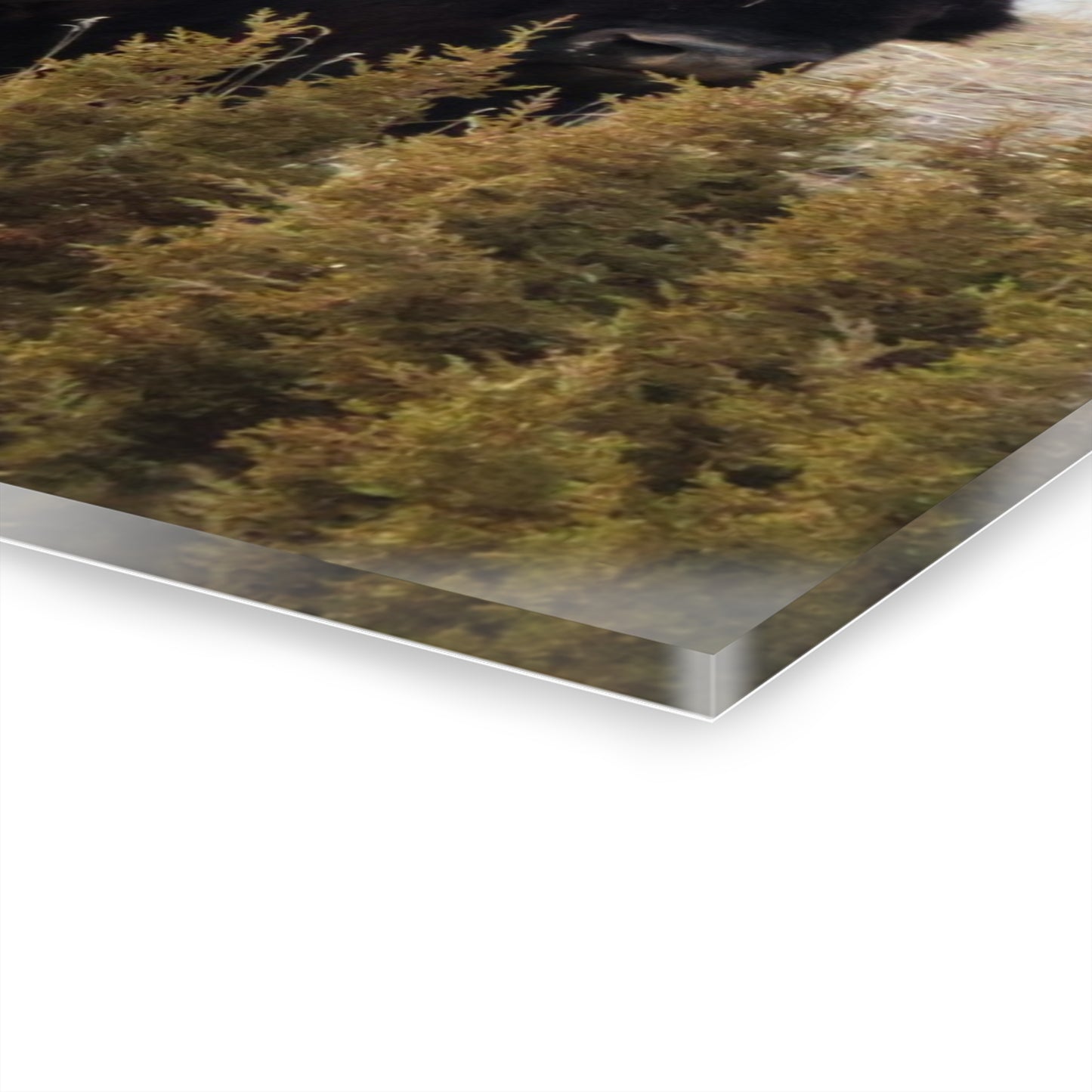 Two Bull Buffalo Acrylic