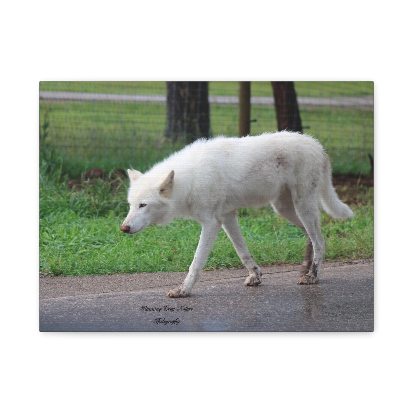 White Wolf Matte Canvas, Stretched, 1.25"