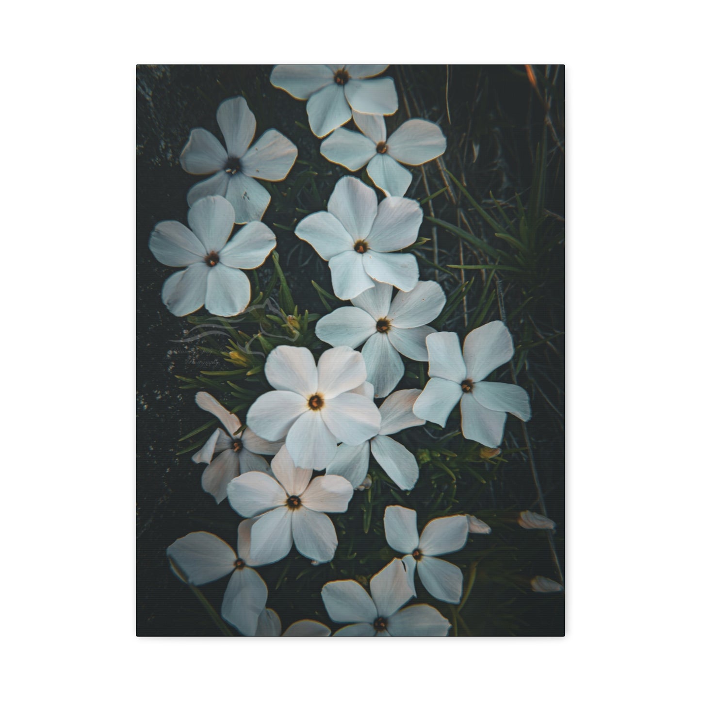 Rock Jasmine Canvas