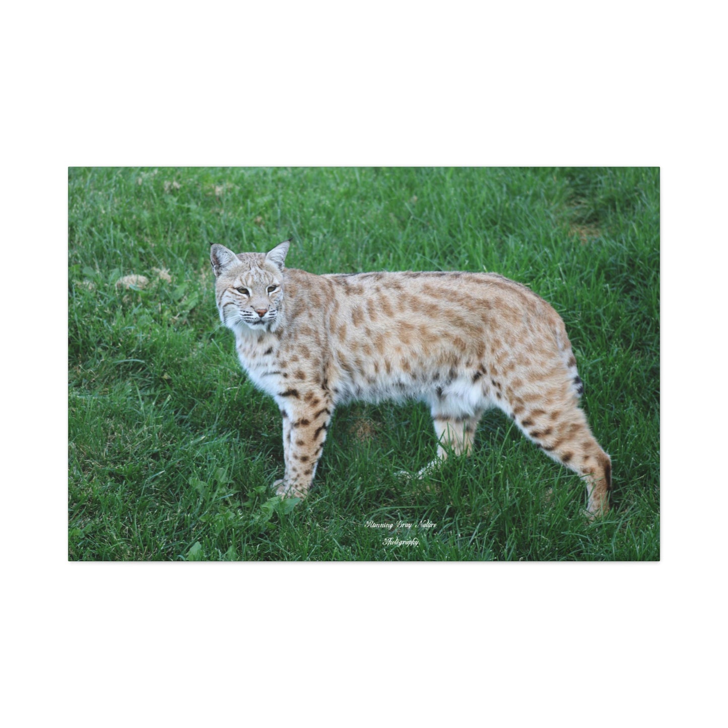 Bobcat Matte Canvas, Stretched, 1.25"