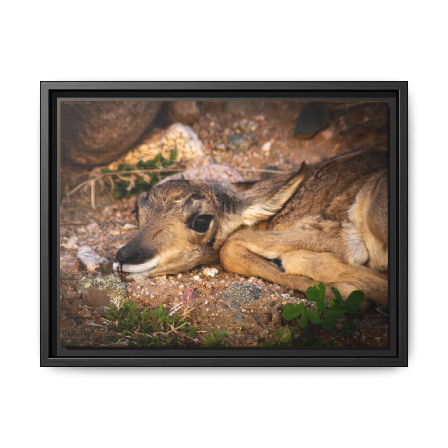 Baby Antelope Framed Canvas
