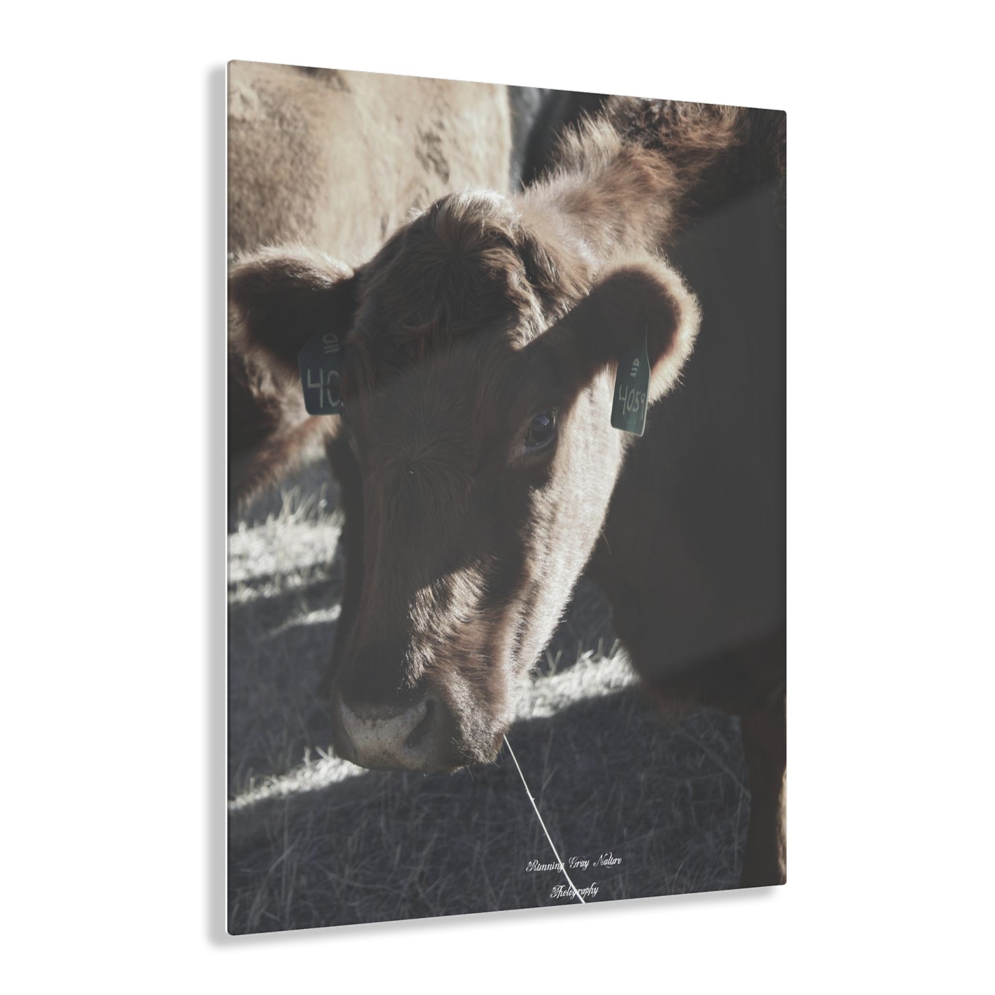 Momma Cow 4059 Acrylic Prints