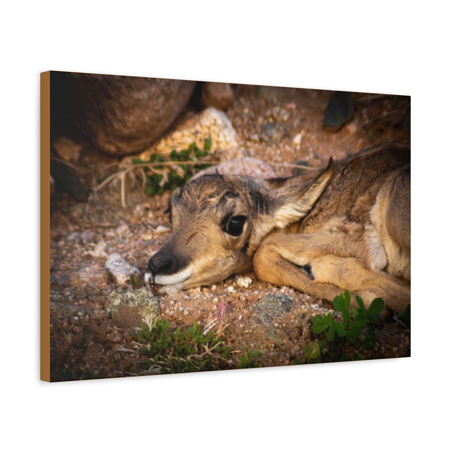 Baby Antelope Canvas