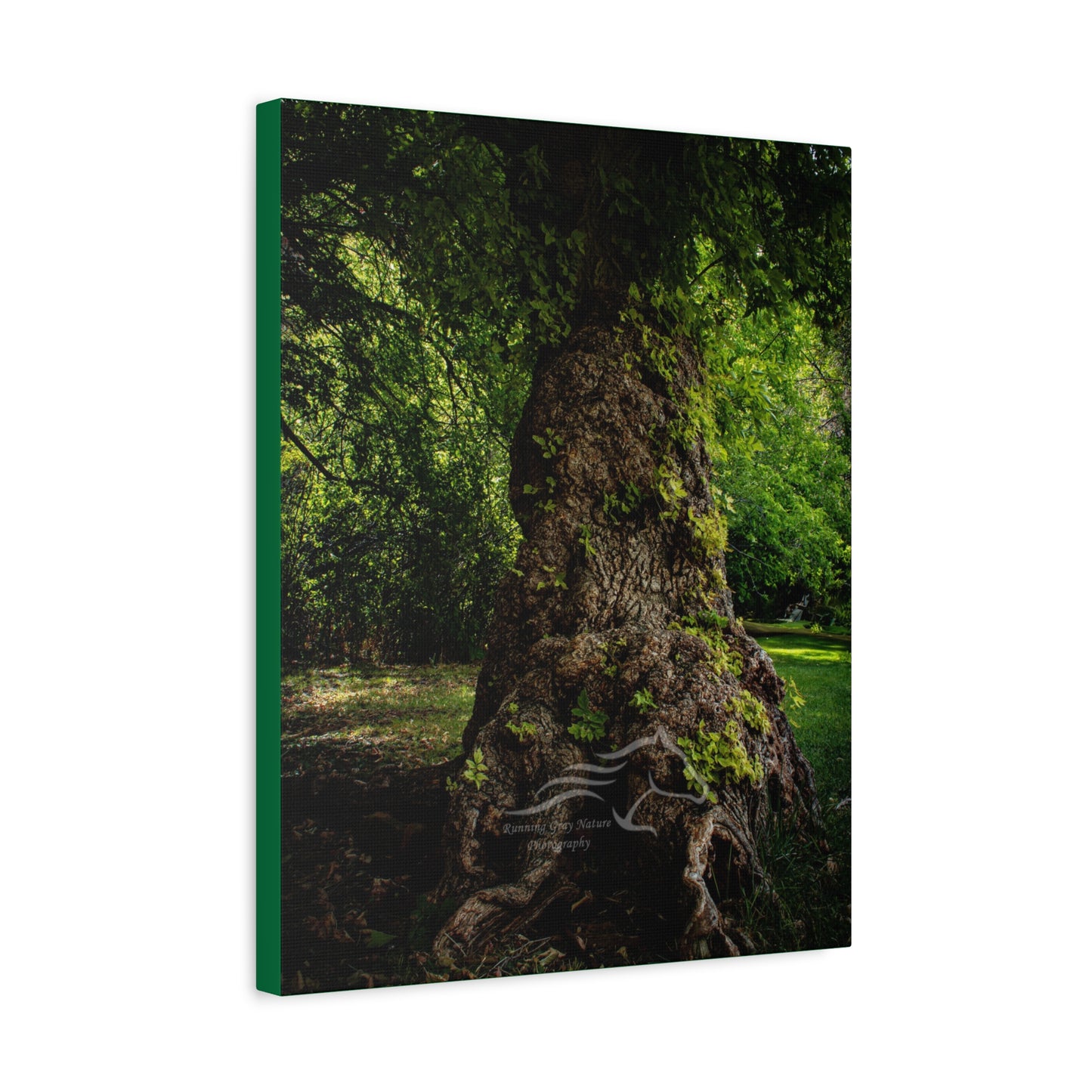 Natural Green Tree Canvas