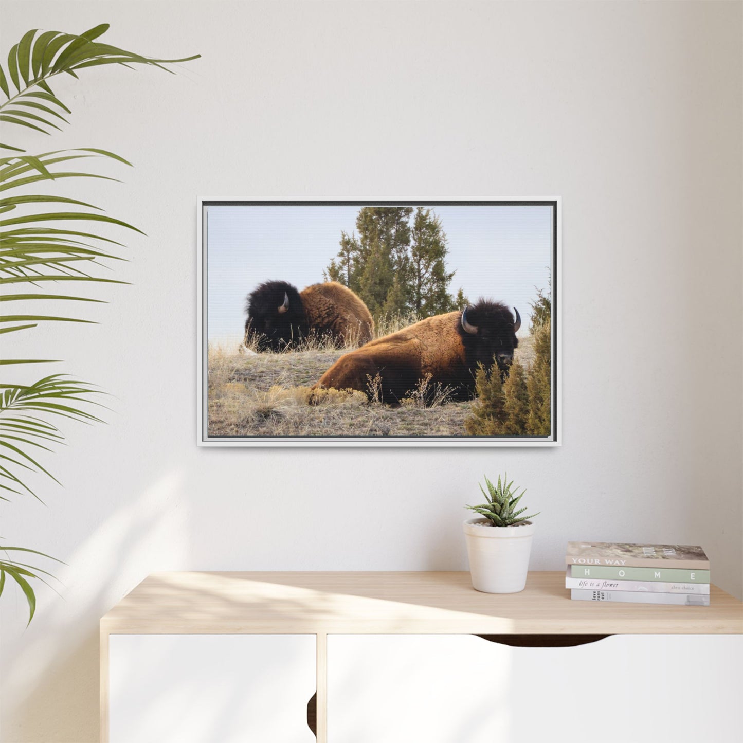 Two Bull Buffalo Framed Canvas