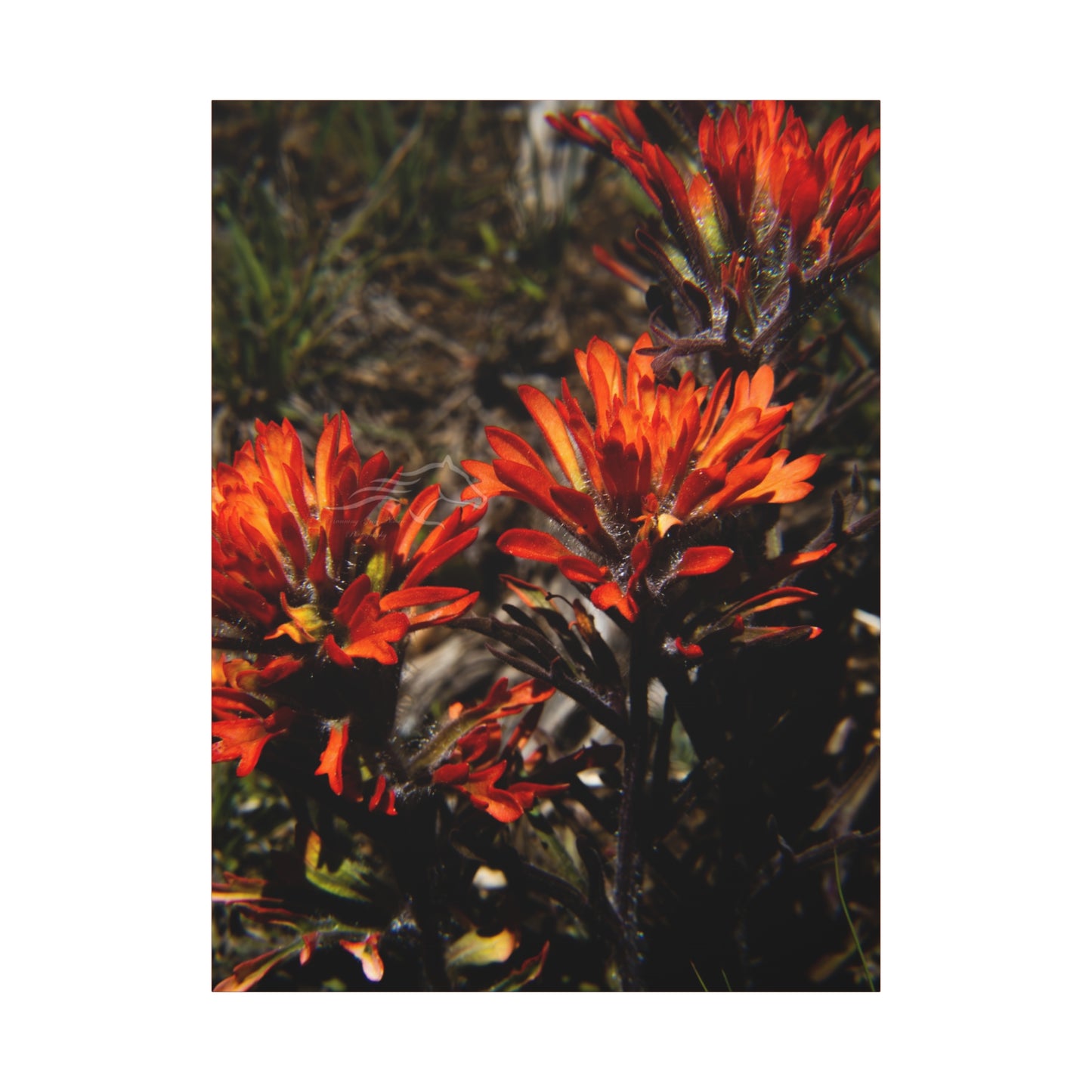 Indian Paint Brush Canvas