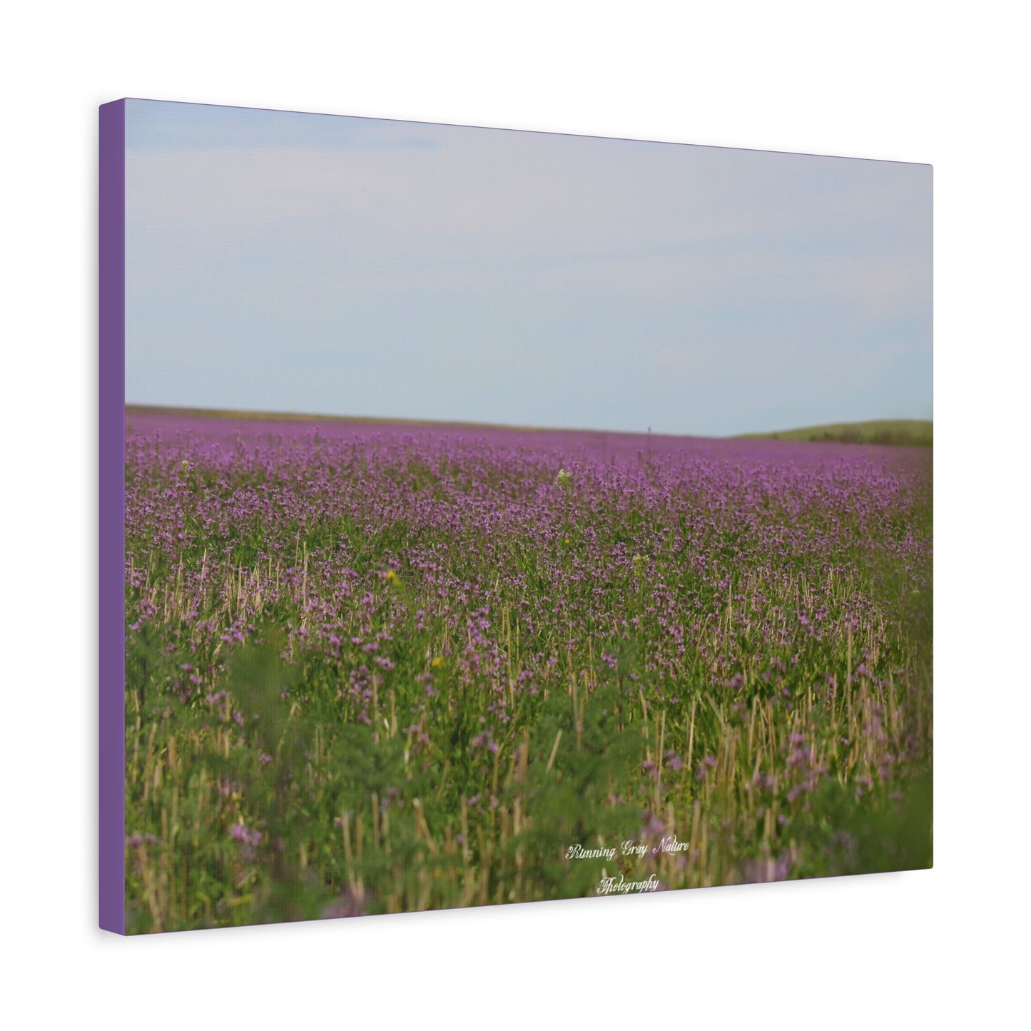 Purple Dead Nettle Field Matte Canvas, Stretched, 1.25"