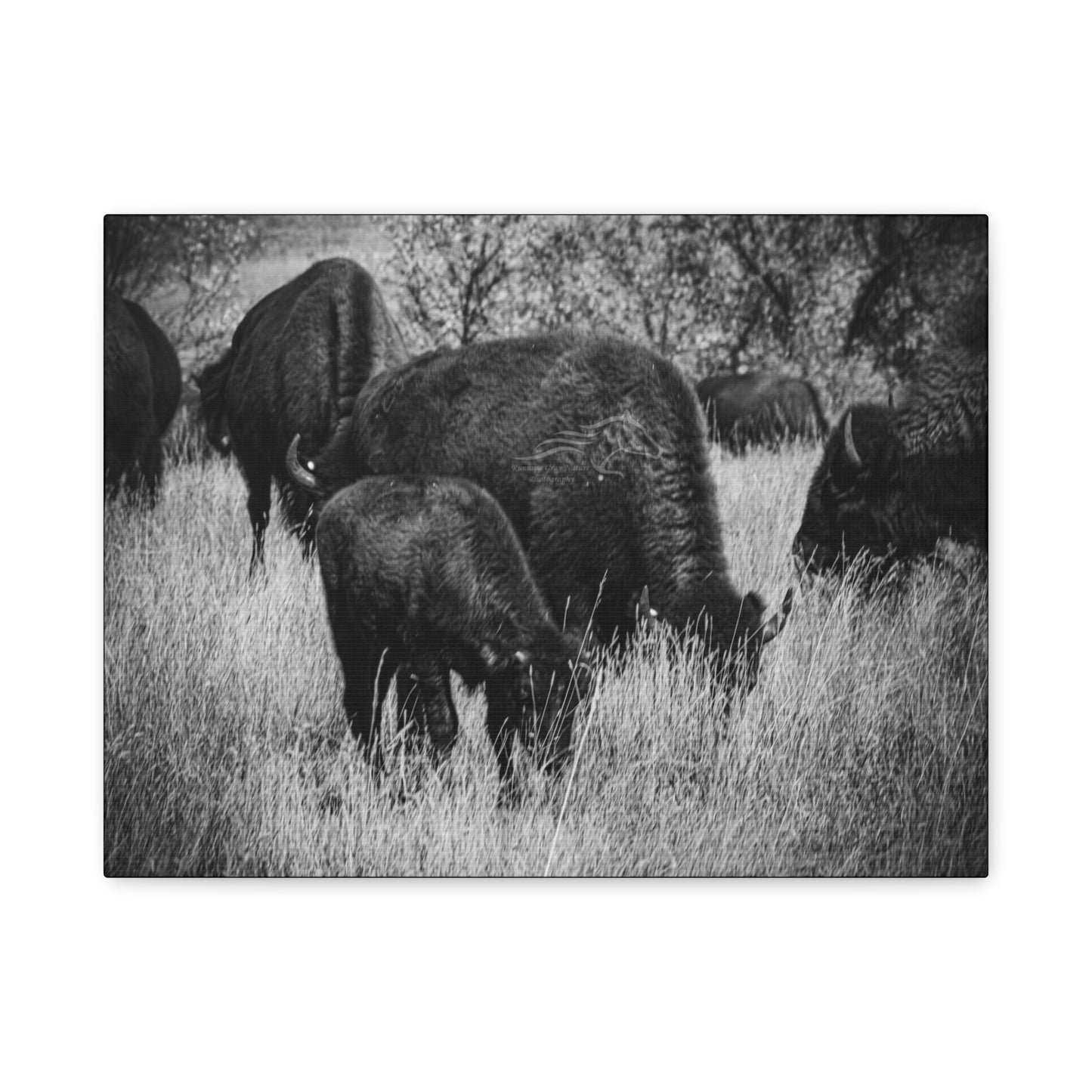 Black and White Buffalo Canvas